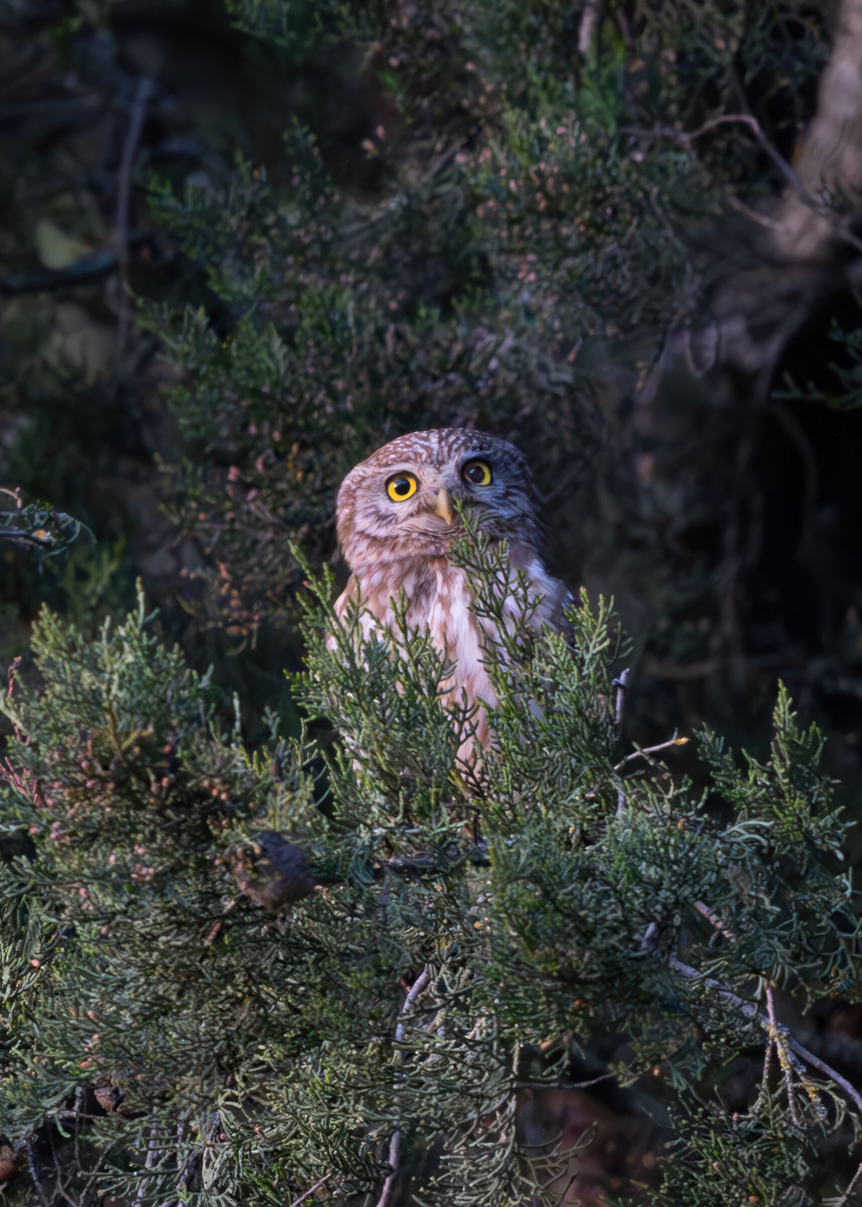 Owl