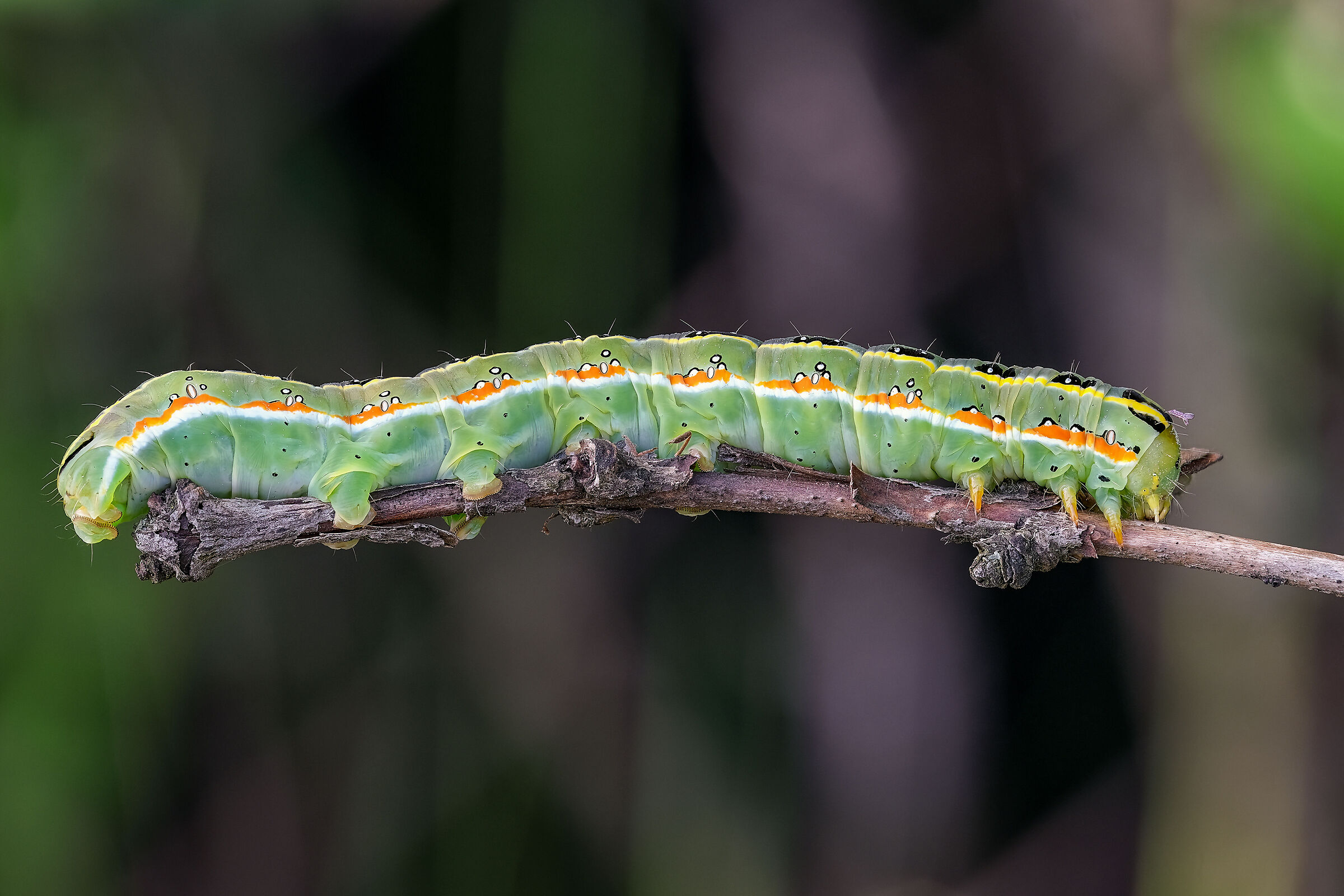 Xylena exsoleta