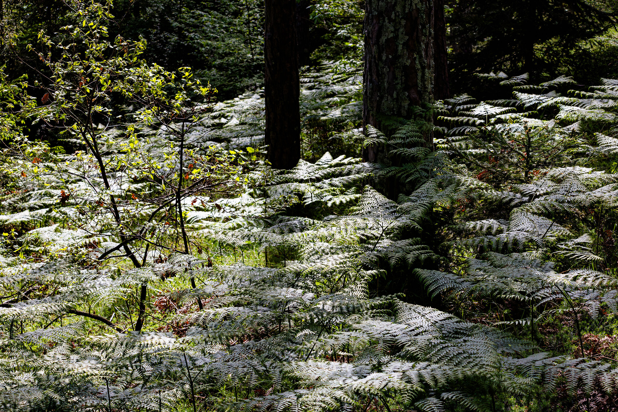 Foresta di felci