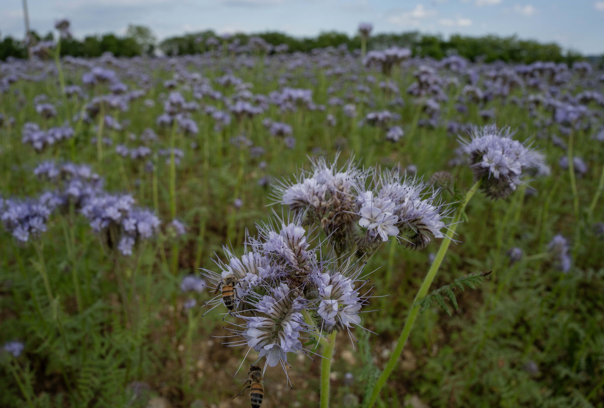 Phacelia tanacetifolia