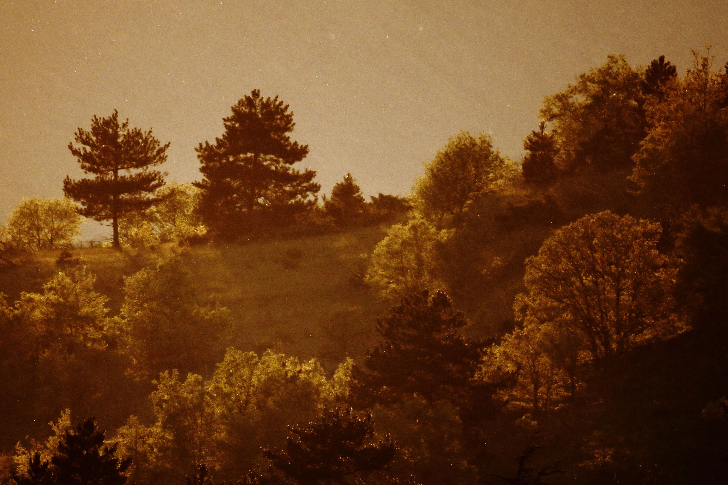 Backlit trees