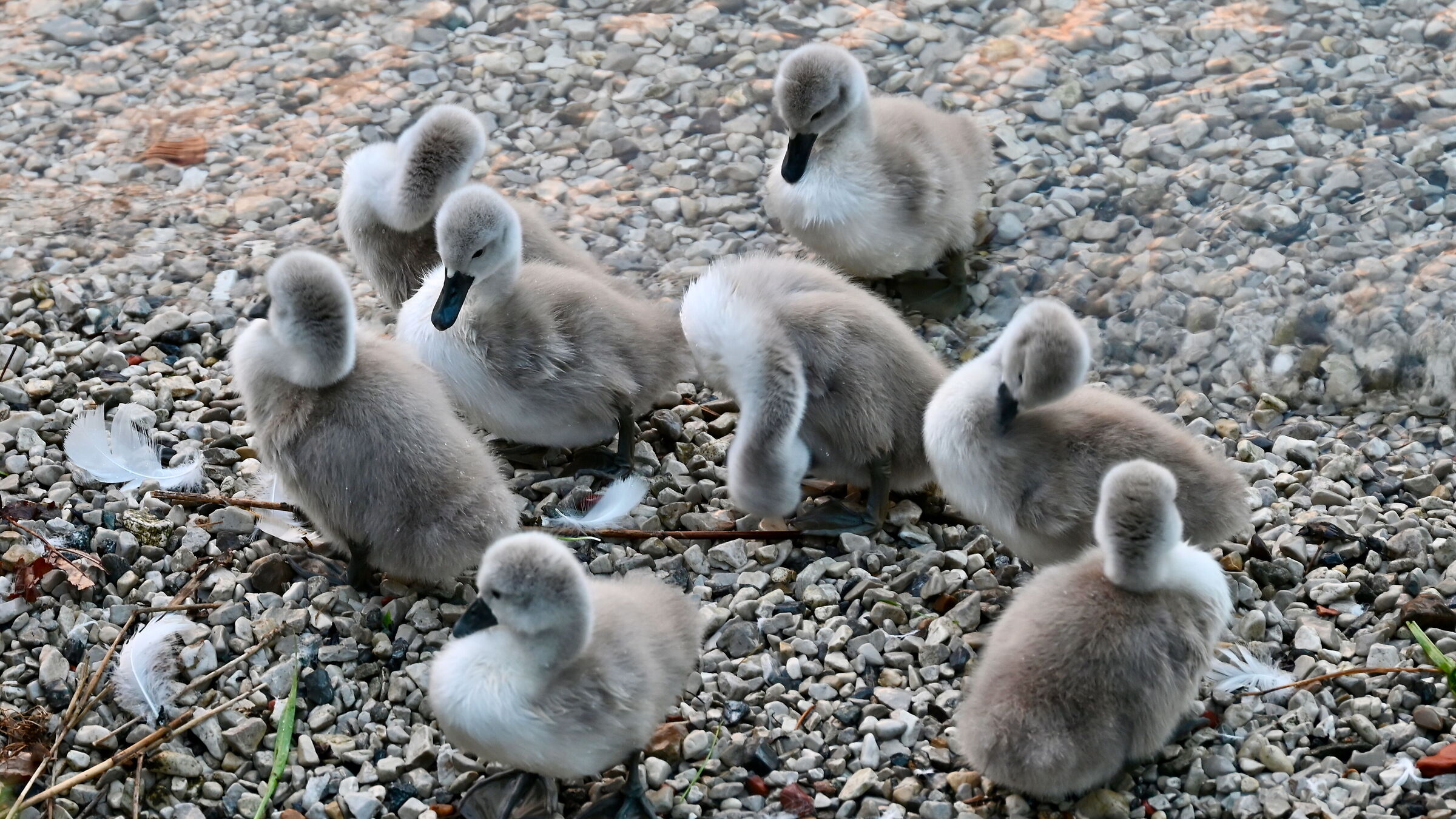 Famiglia numerosa di pulcini di cigno