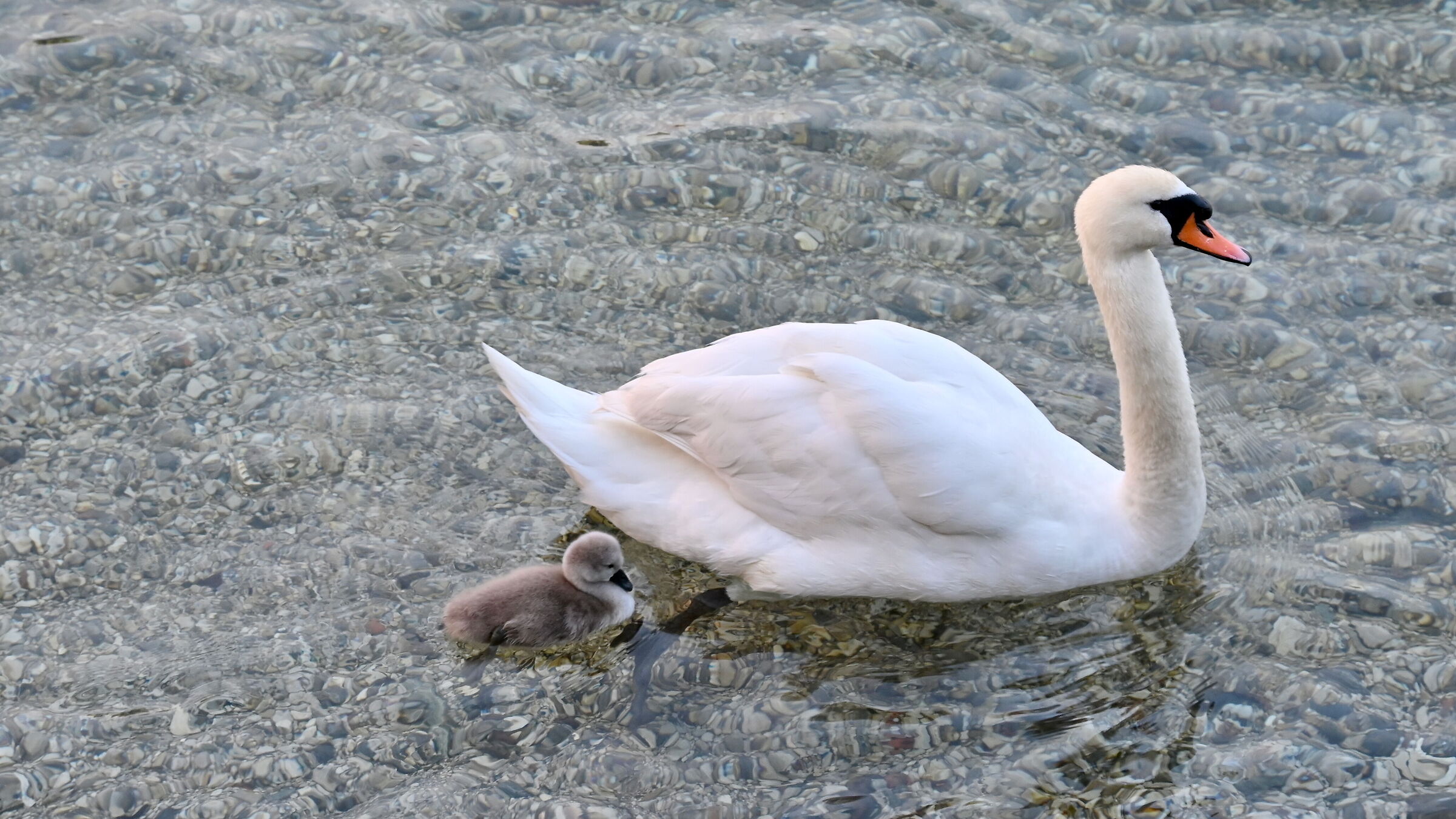 il pulcino di cigno segue la madre