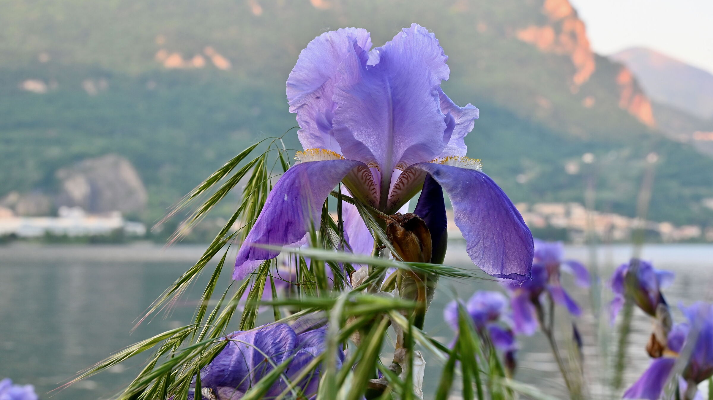 Iris del lago di Garlate