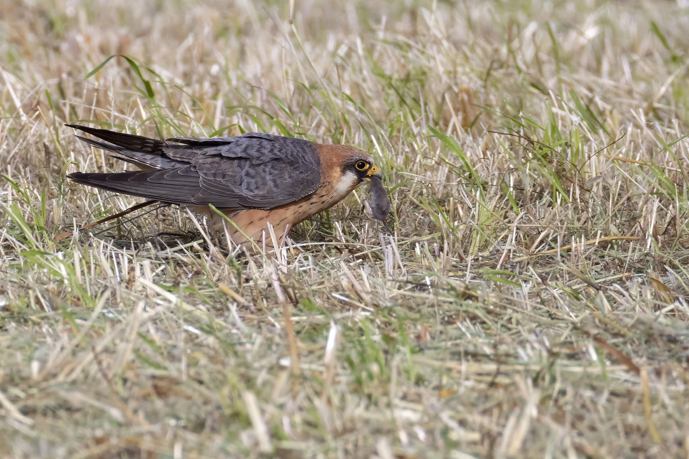 Cuckoo falcon with prey