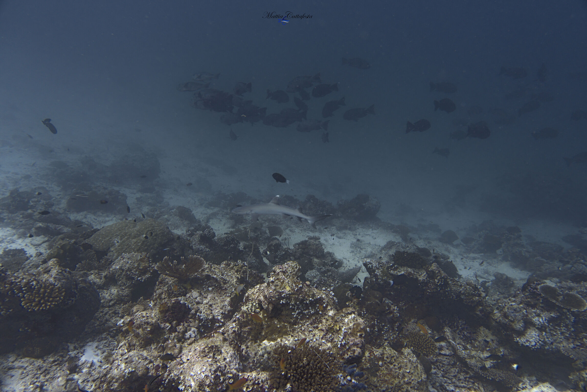 Memories of Maldives - Shark on Napoleon's Bench