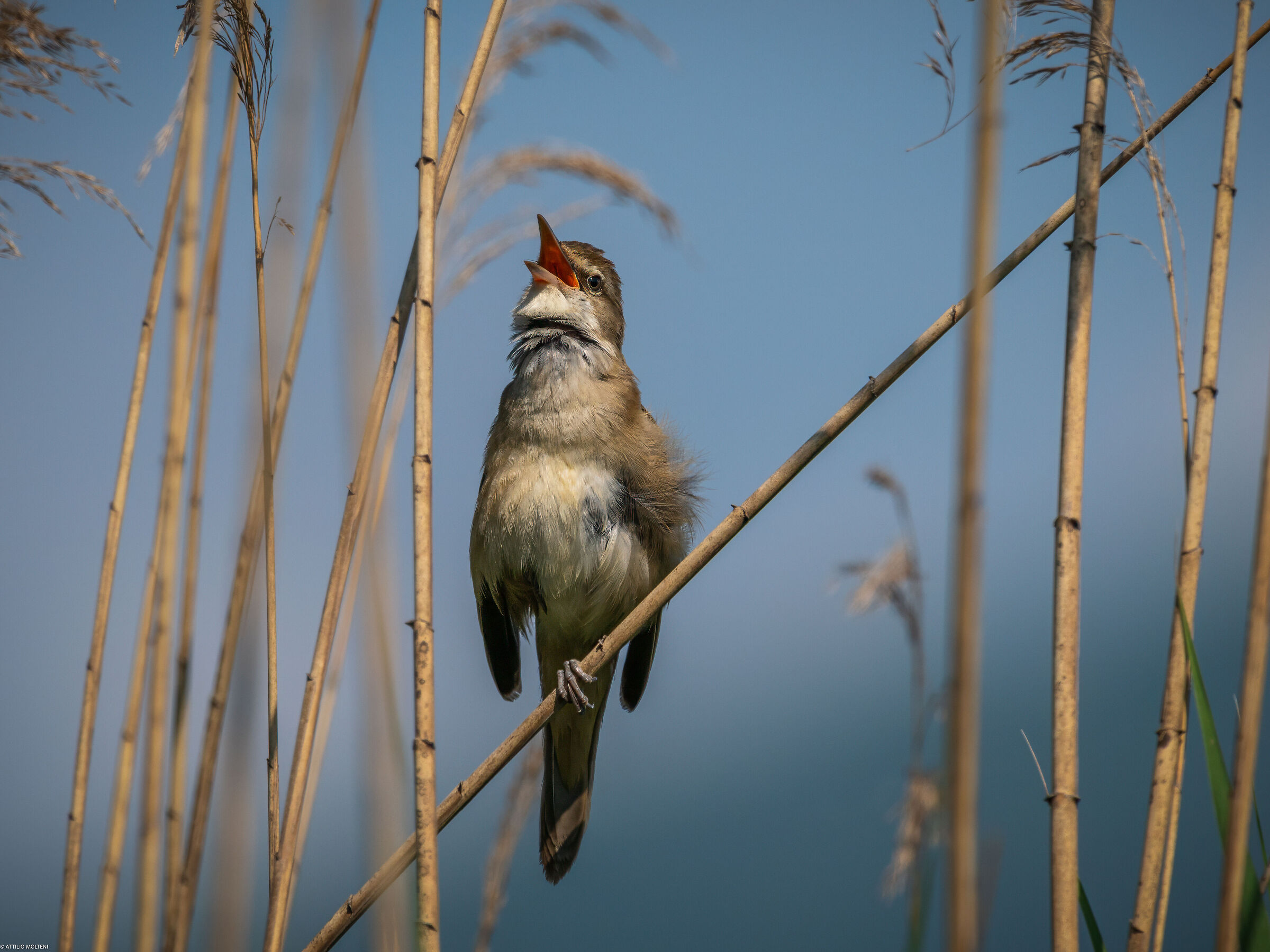 Reed Warbler