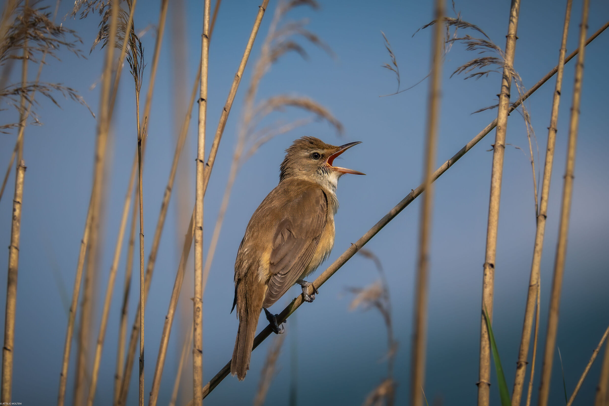Reed Warbler
