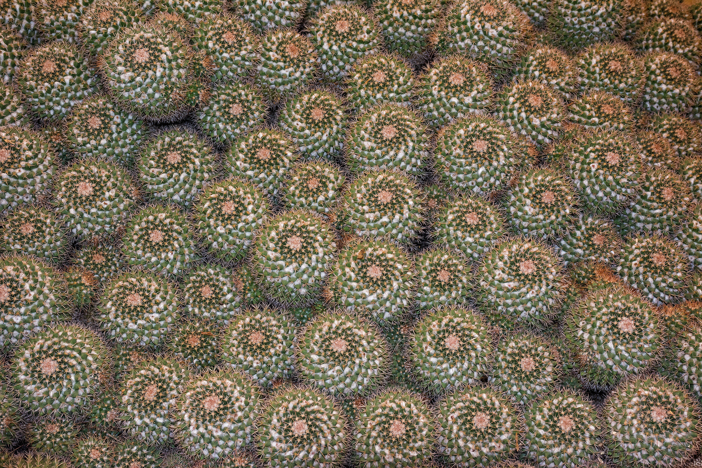 Texture di piante grasse