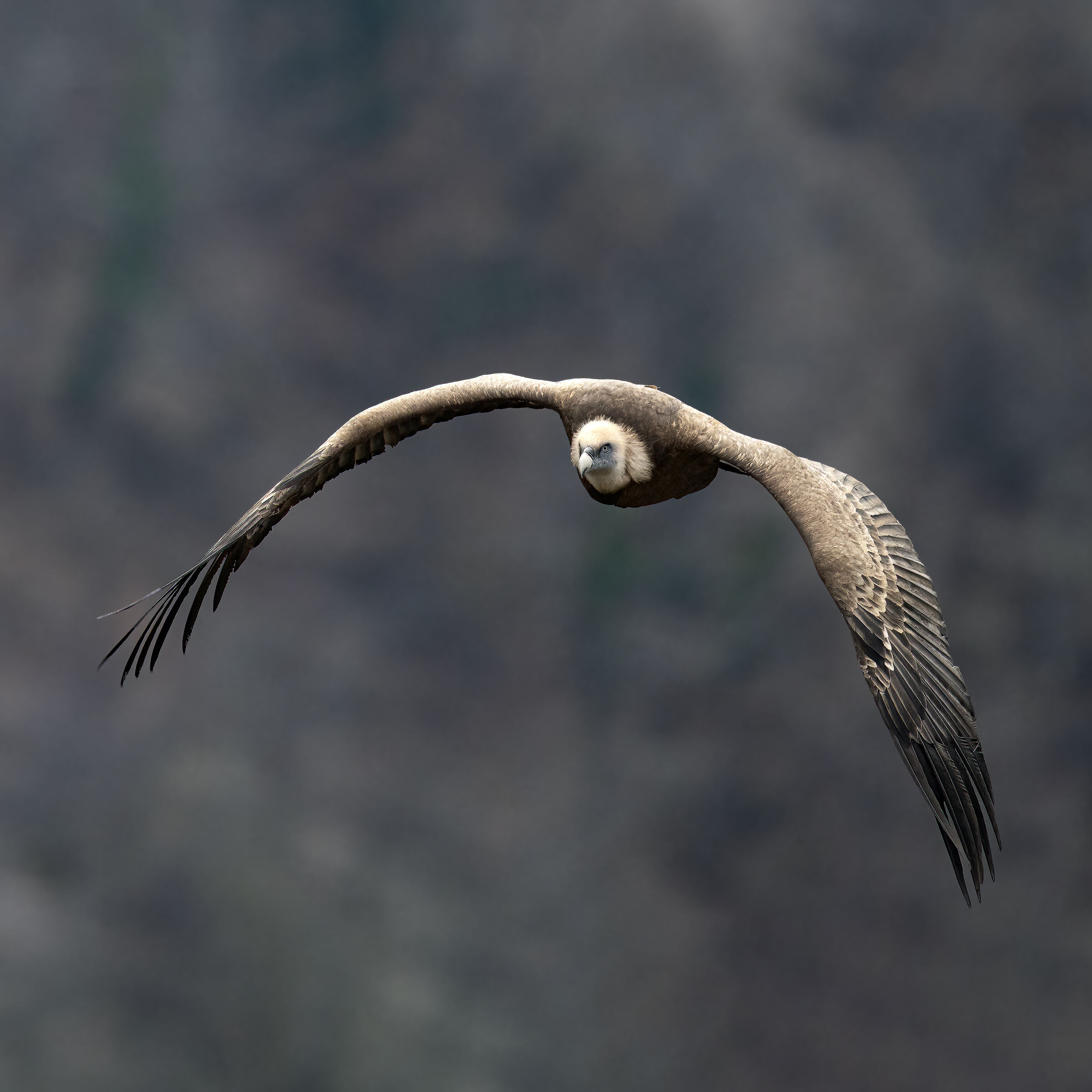 Griffin - Barronies Provencal