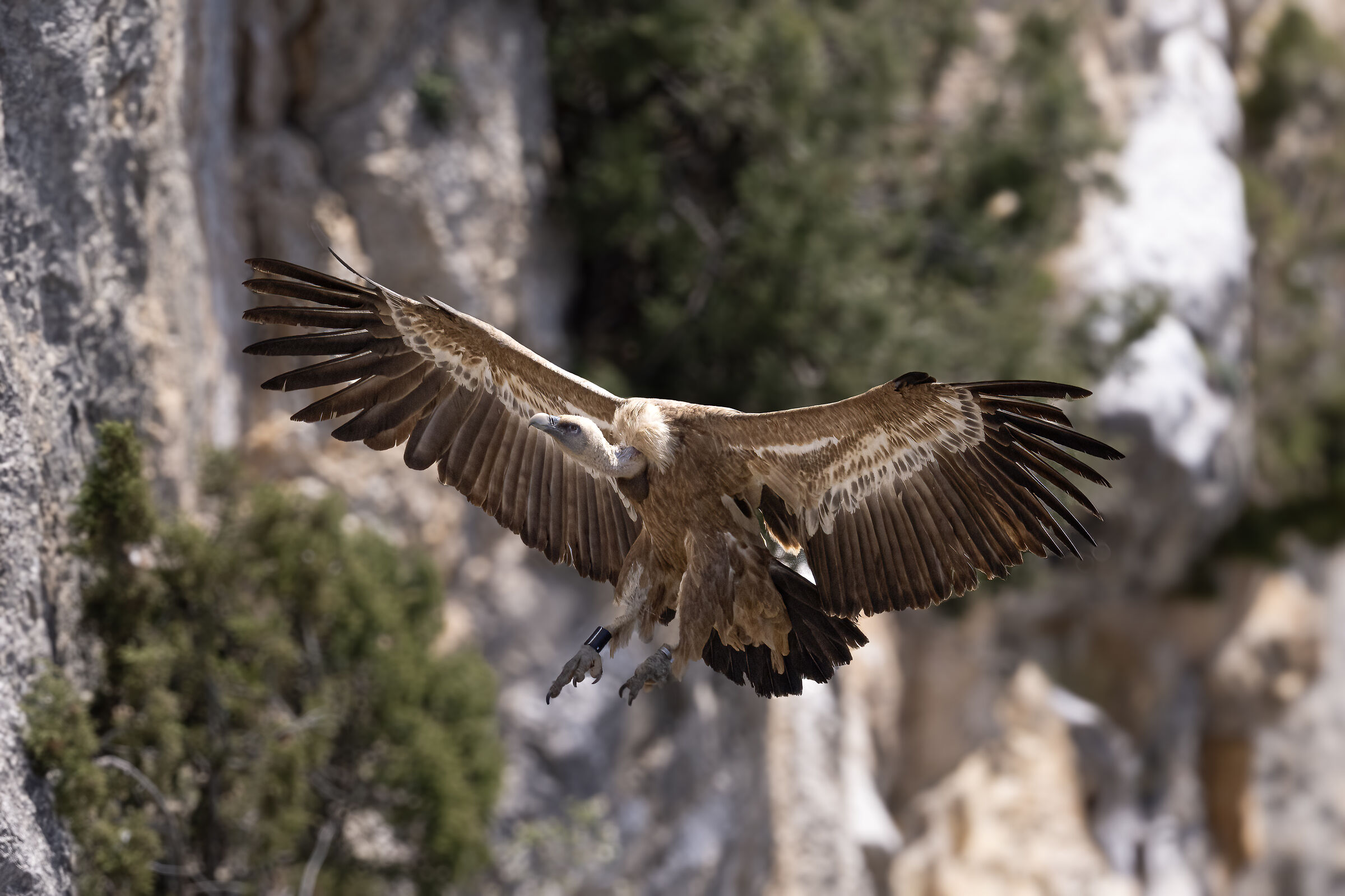 Griffin - Barronies Provencal