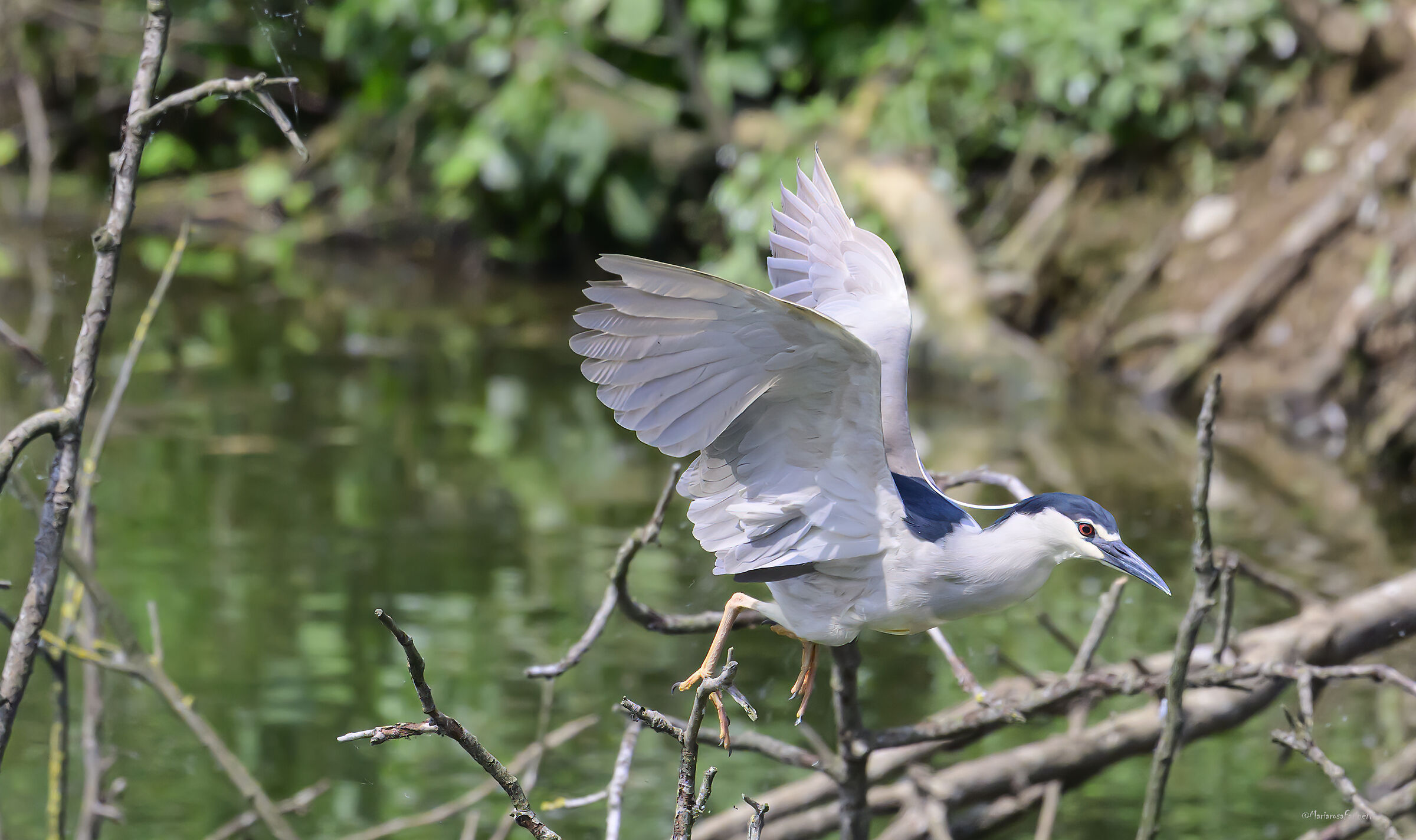 Night Heron
