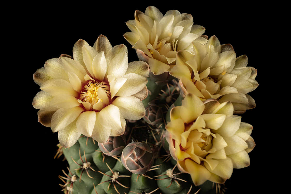 Gymnocalycium occultum