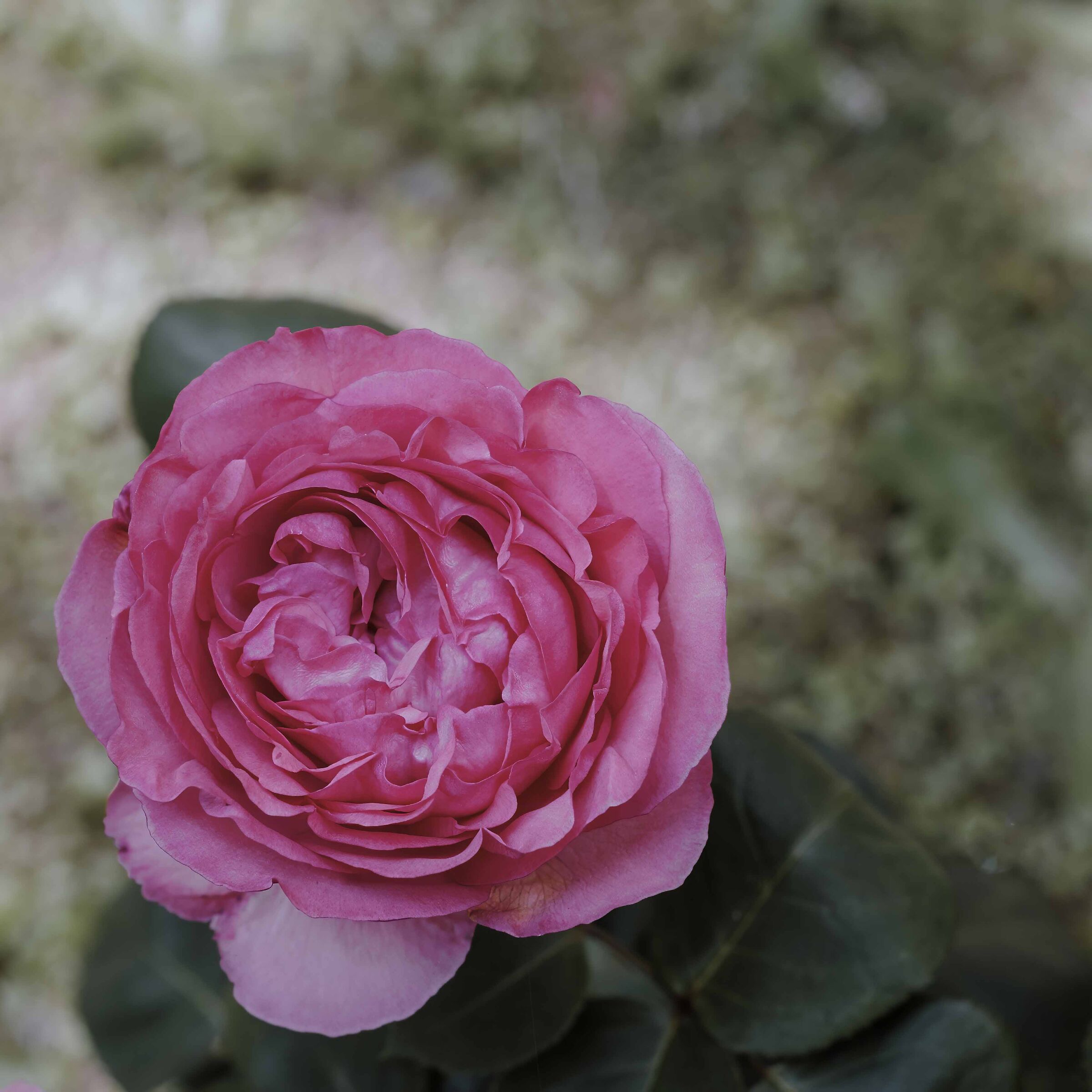 “Maggio rosato, mese fortunato.”