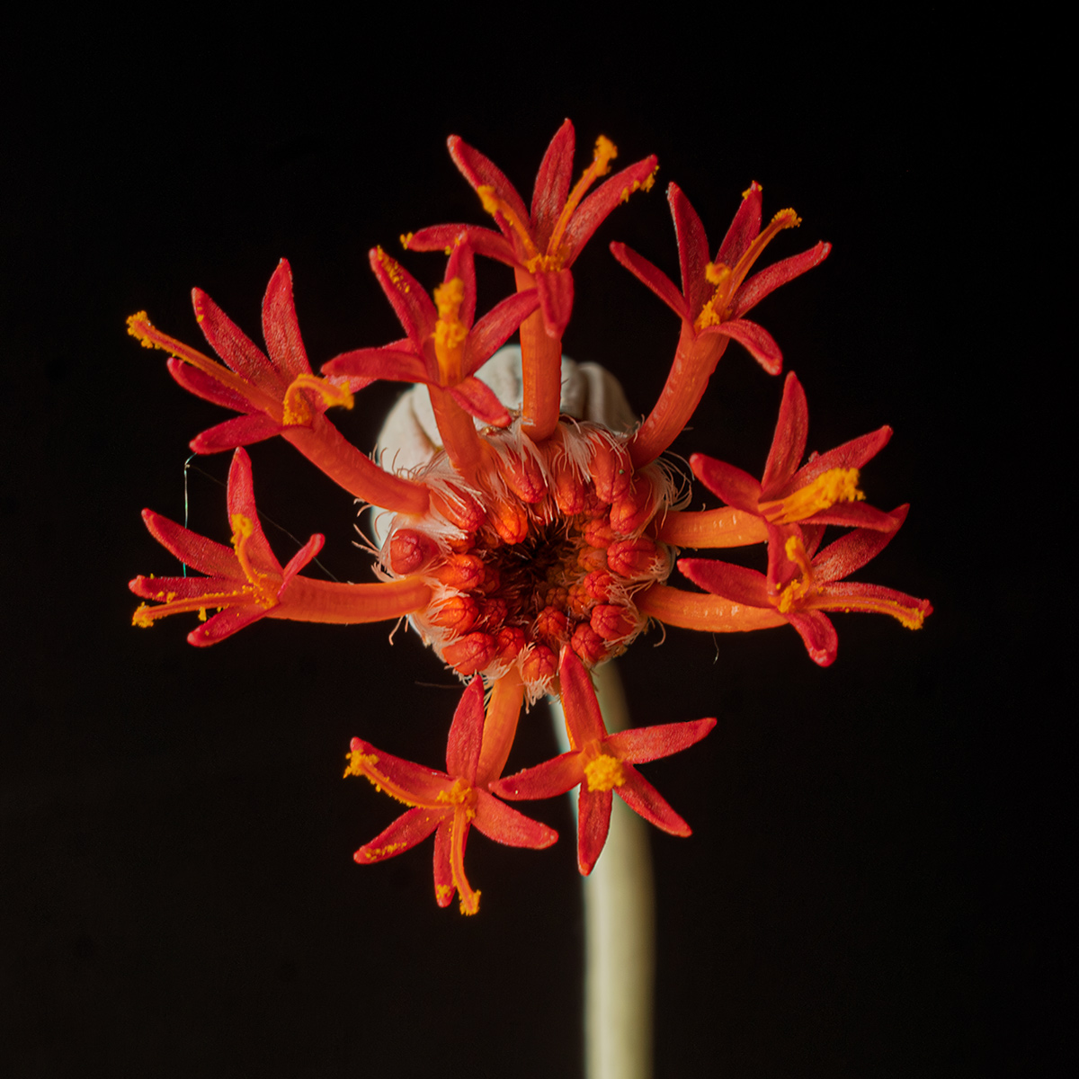 Senecio Stapeliiformis