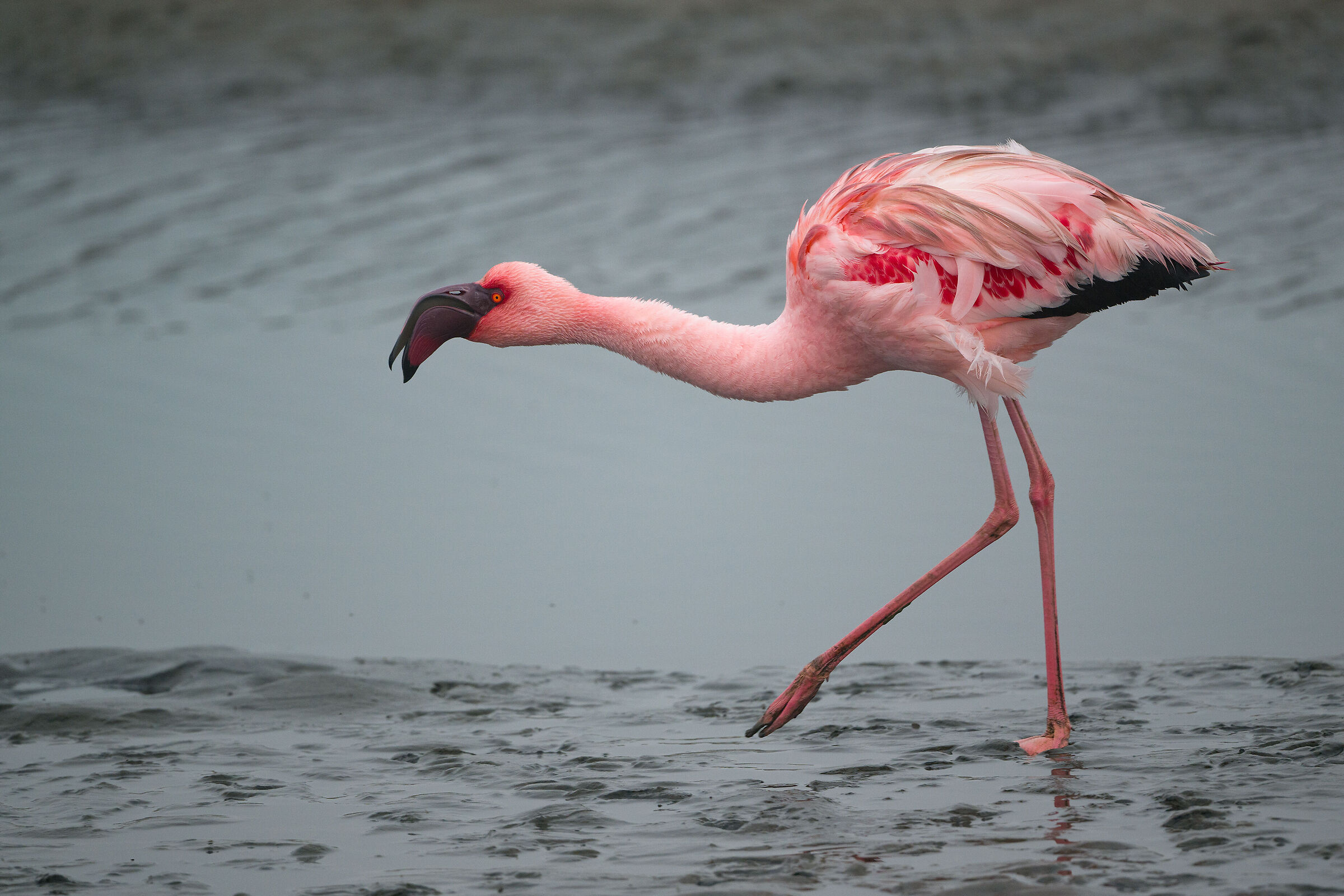 Fenicottero a  Walvis Bay