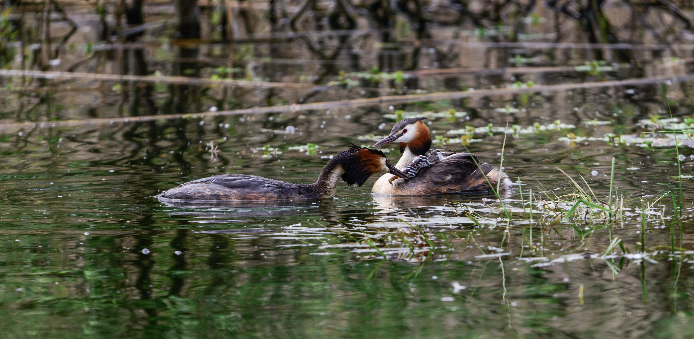 Great crested grebes