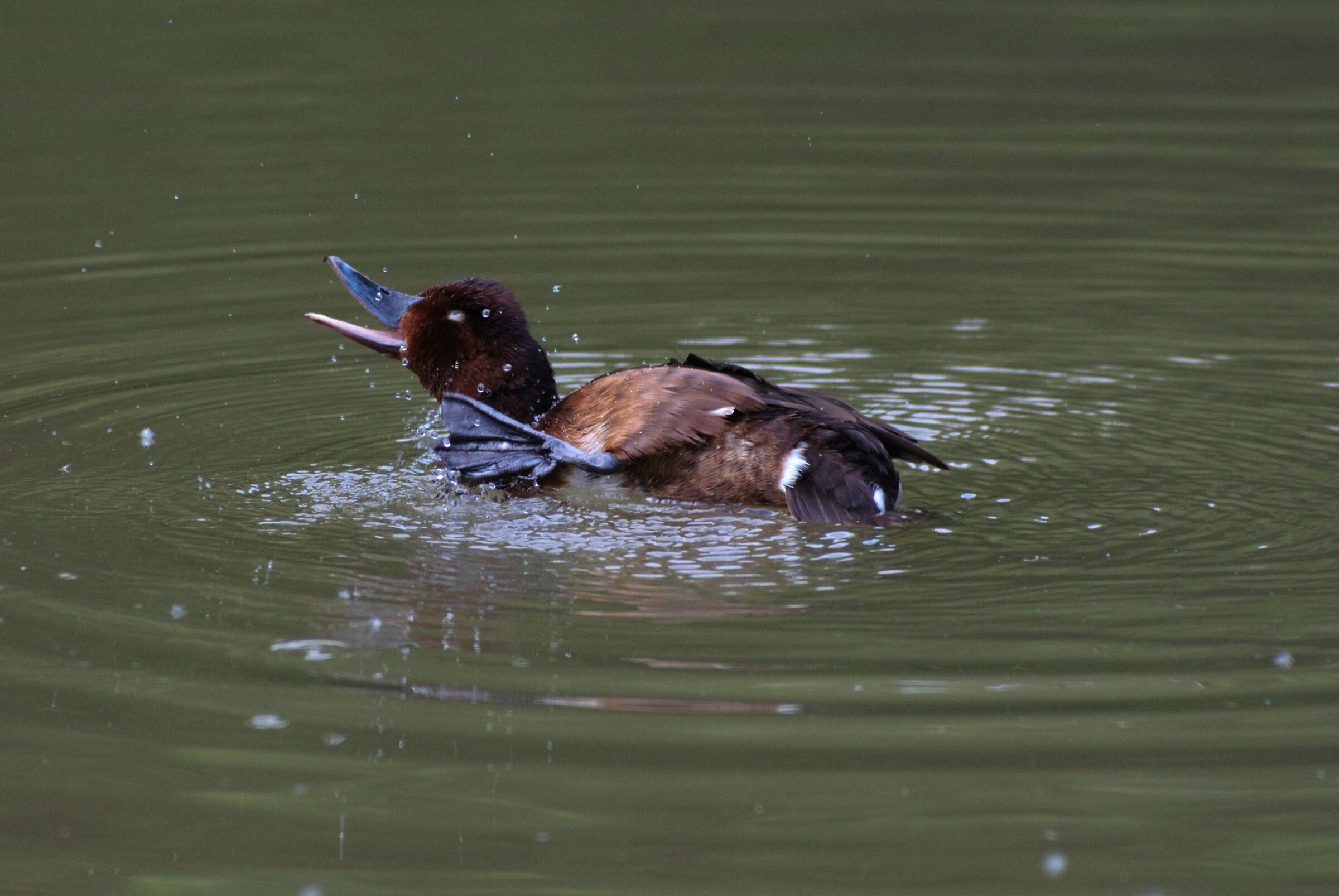 Ferruginous duck