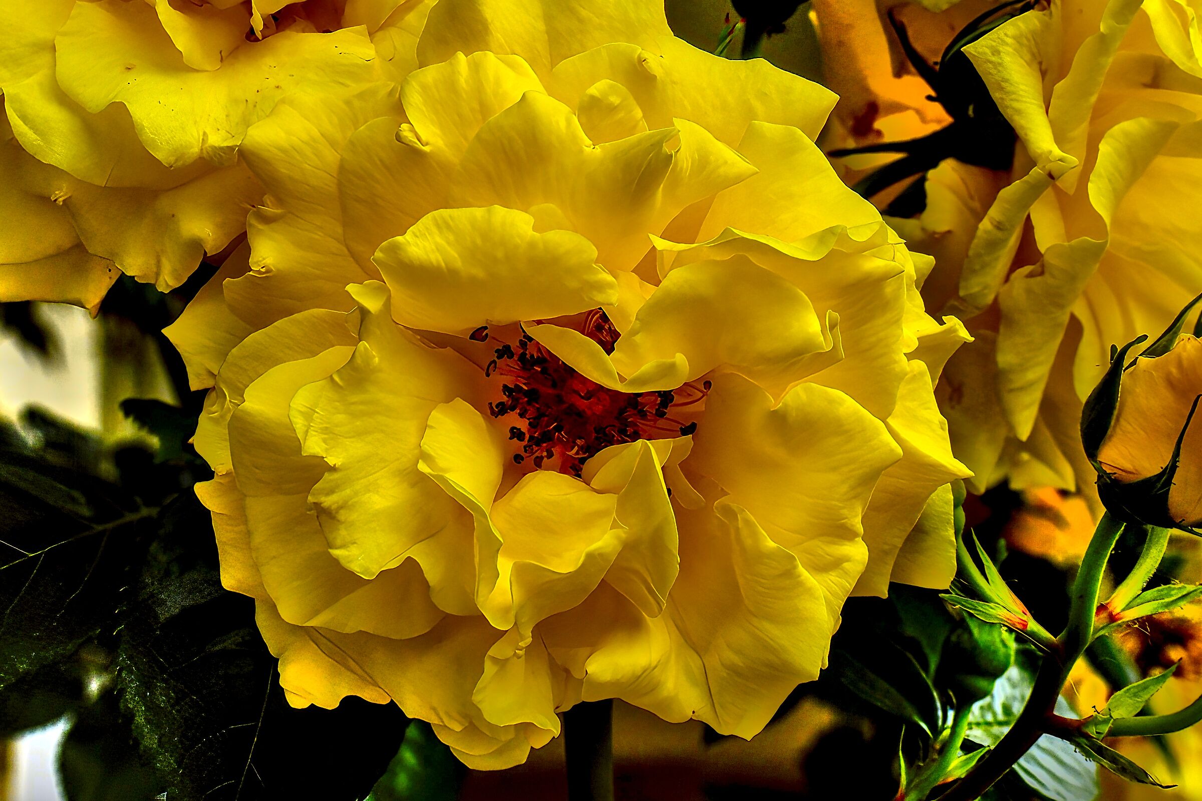 Yellow Rose