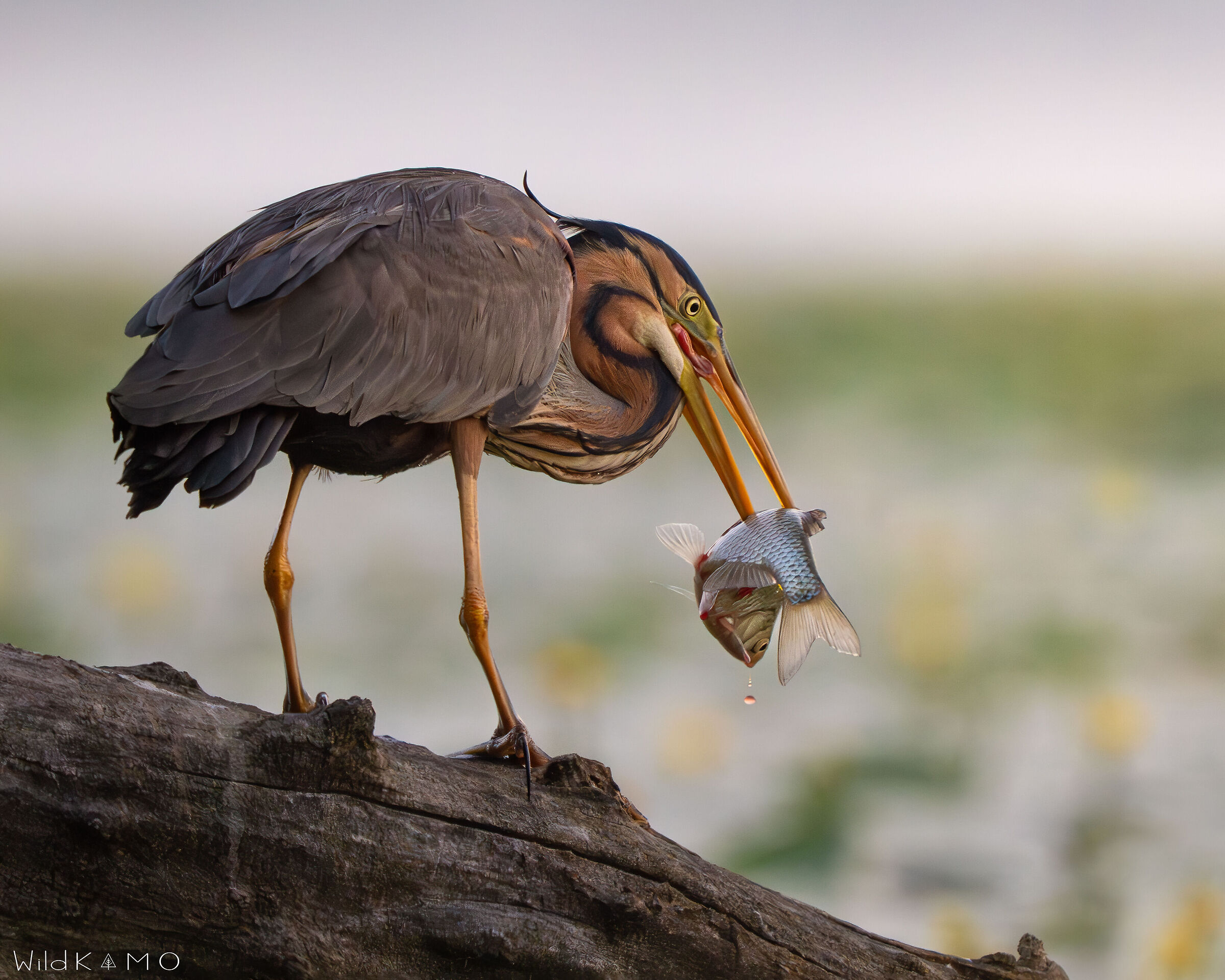 The Crude Predation of the Purple Heron