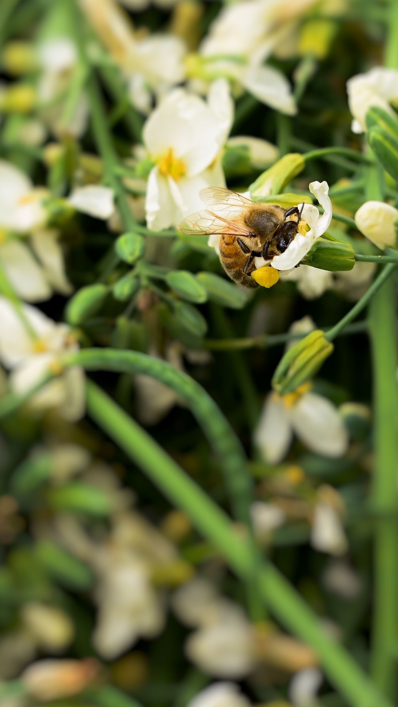 Ne ho le tasche piene