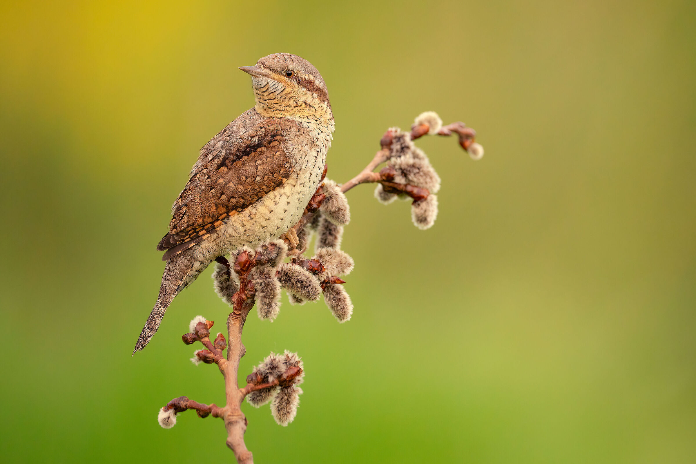 wryneck