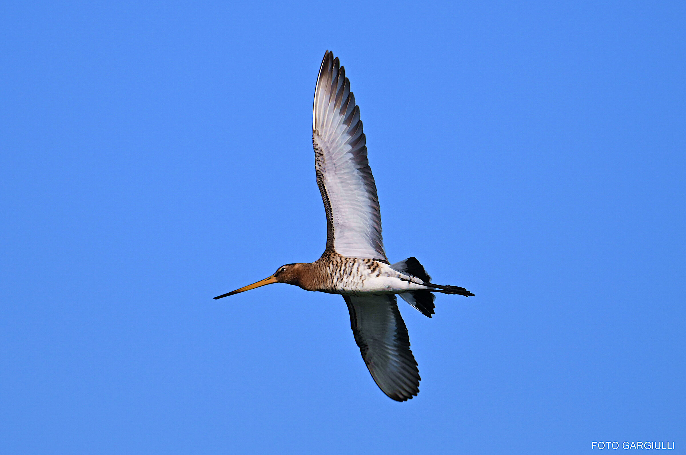 Black-tailed godwit