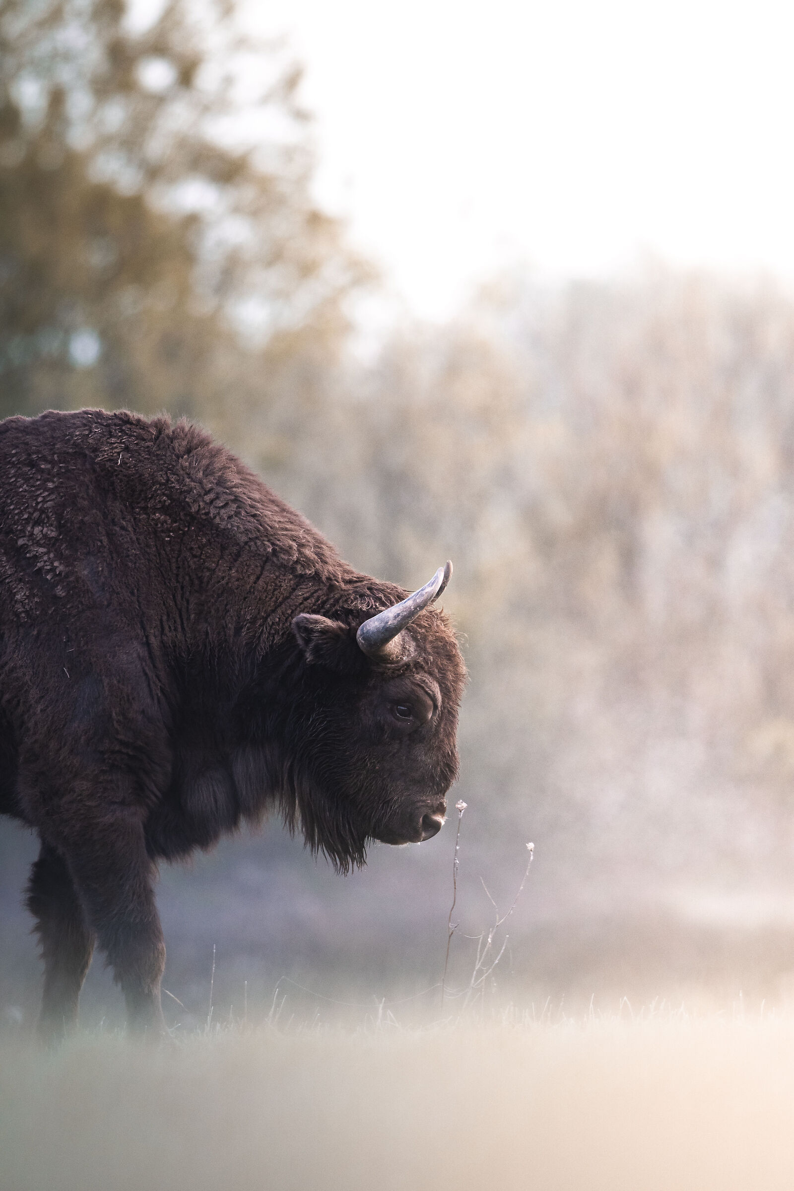 European bison