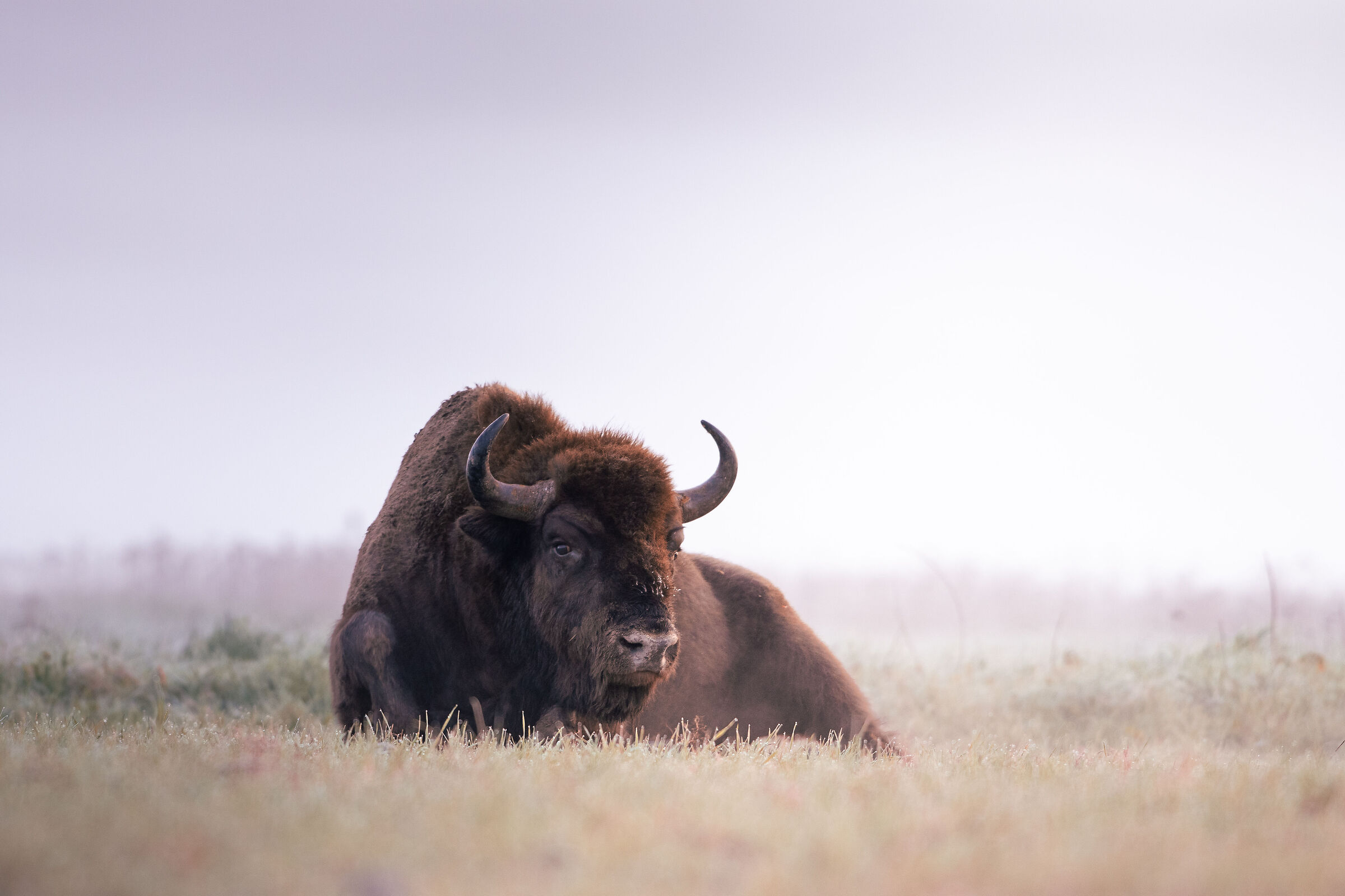 European bison