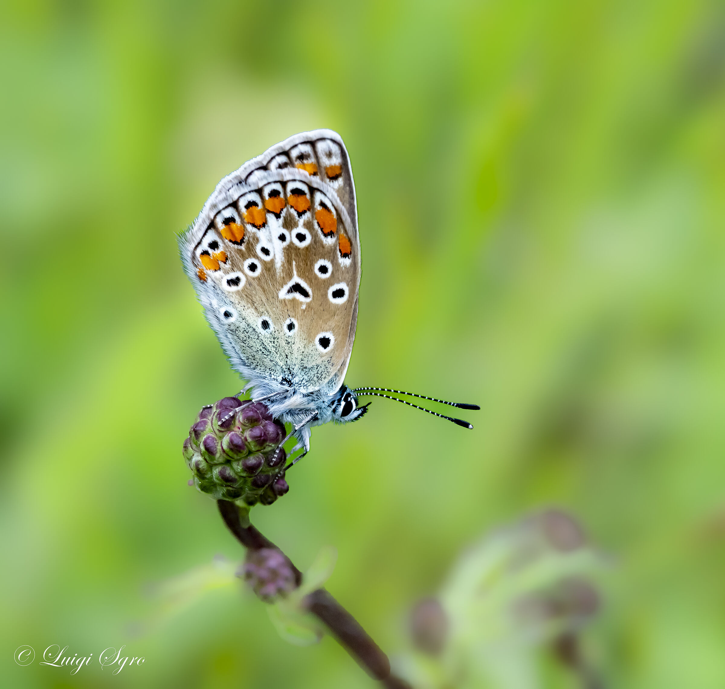Piccola farfalla colorata