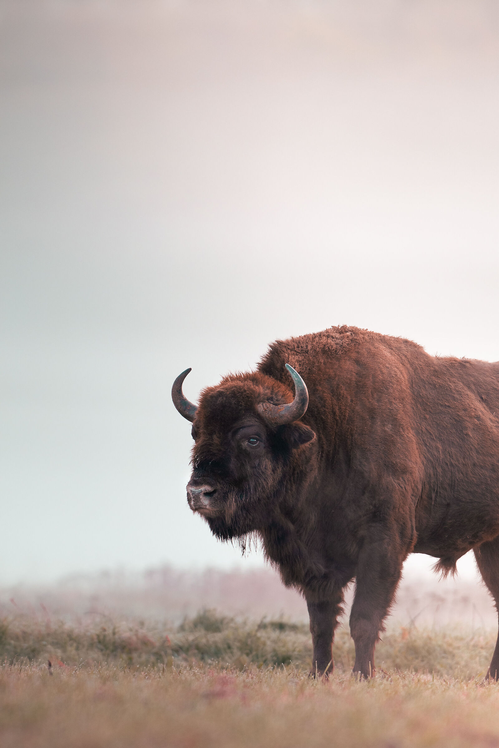 European bison