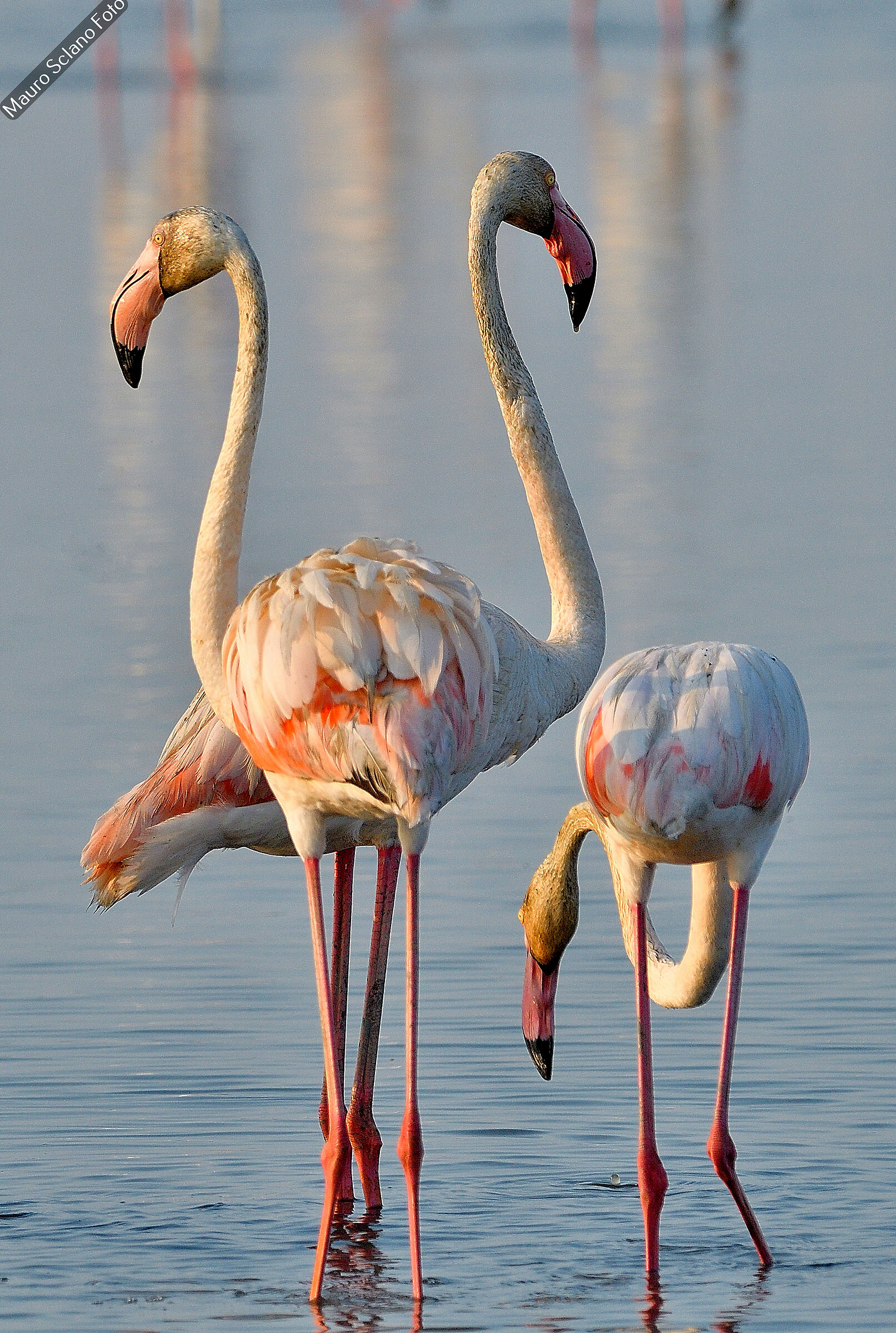 Flamingoes