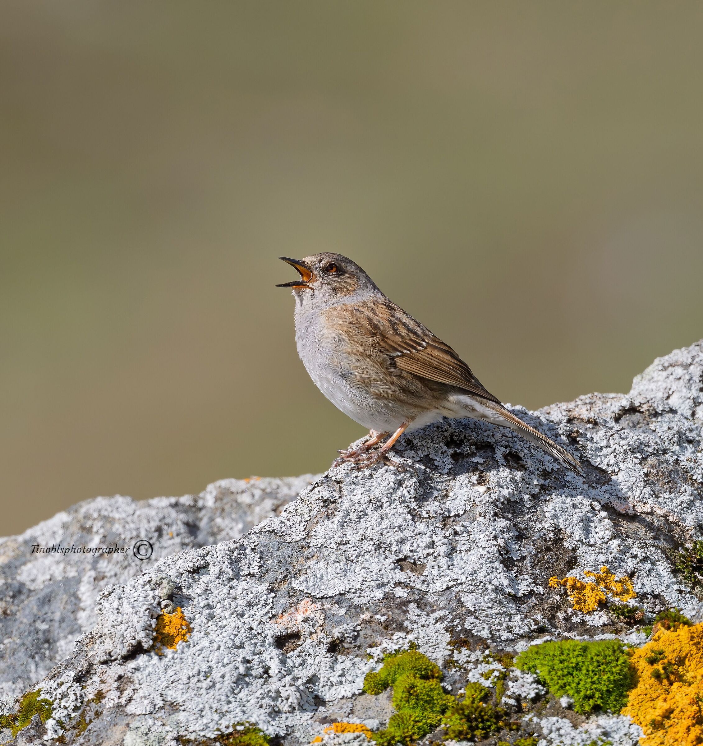 Sparrow (Prunella modularis)