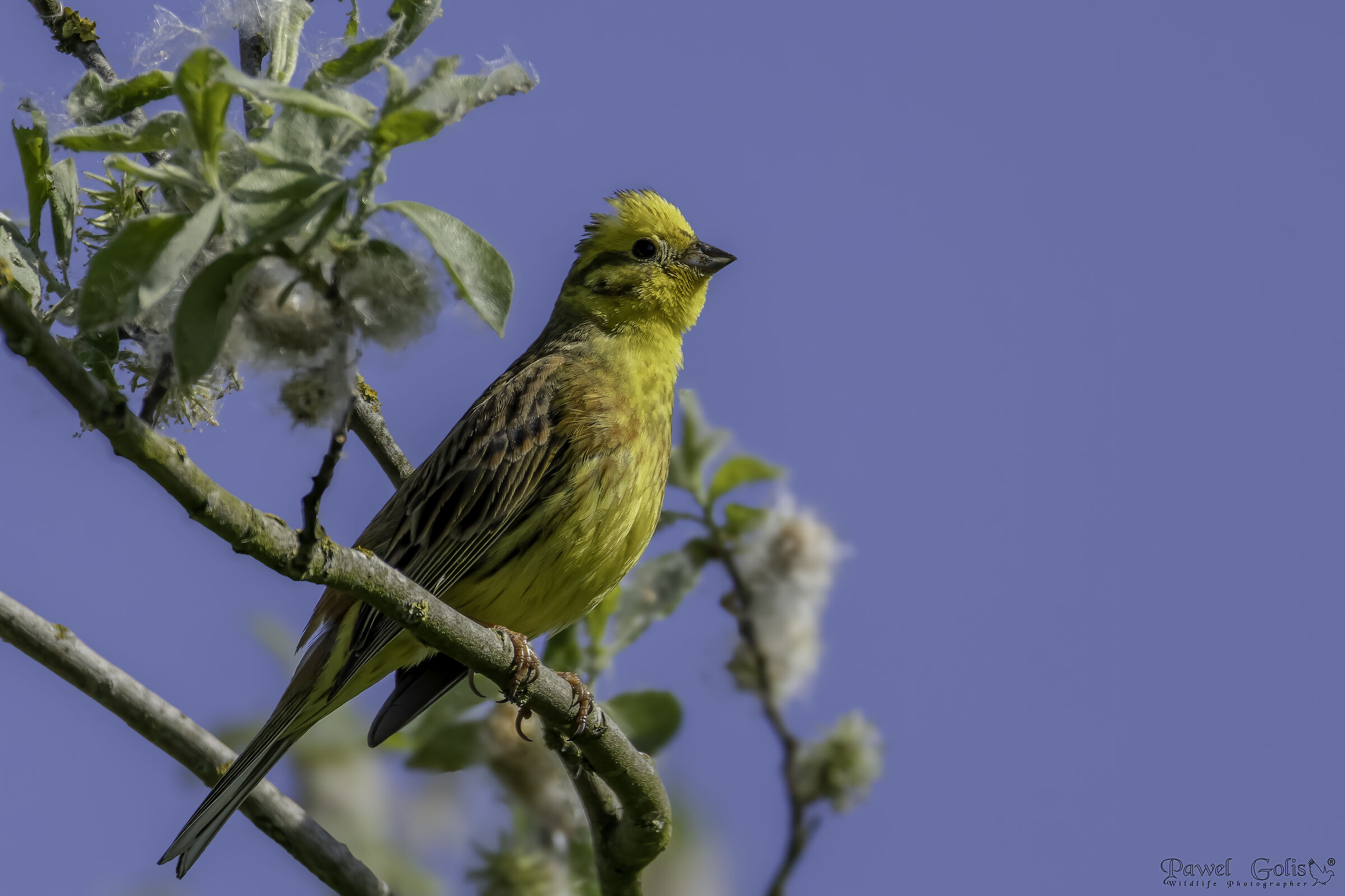 Martello giallo (Emberiza citrinella)
