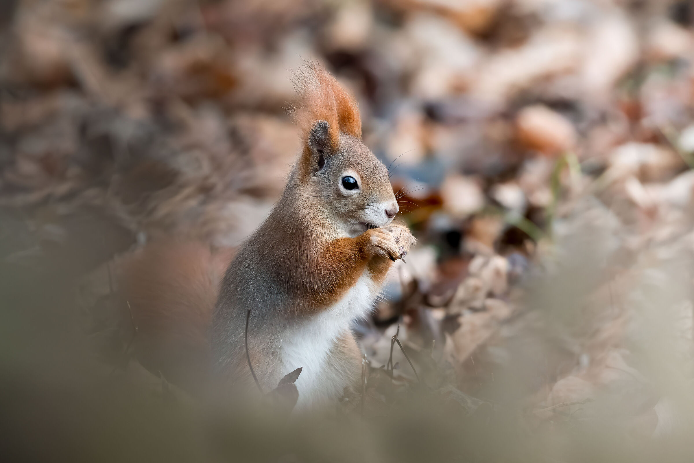 Sciurus vulgaris