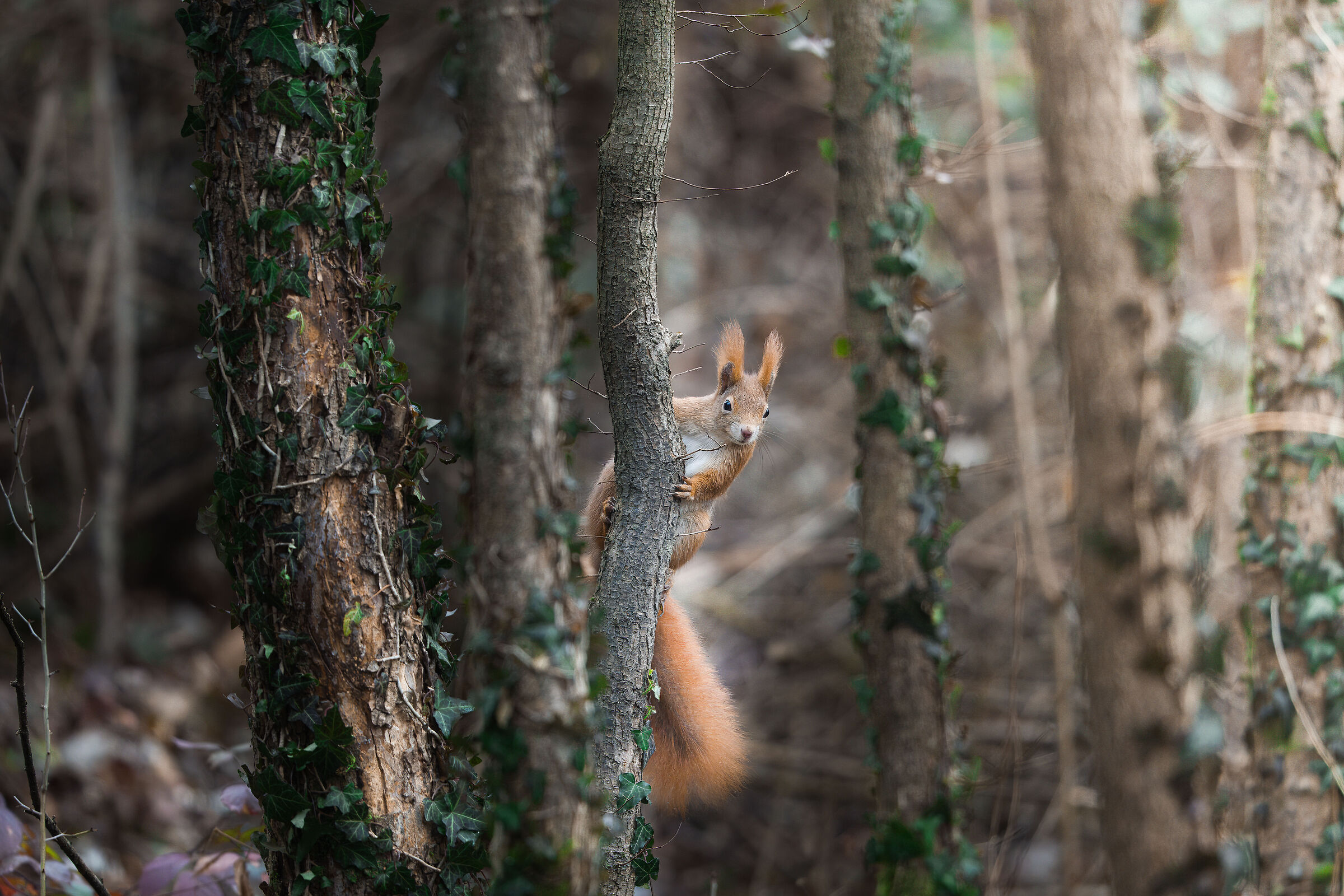 Sciurus vulgaris