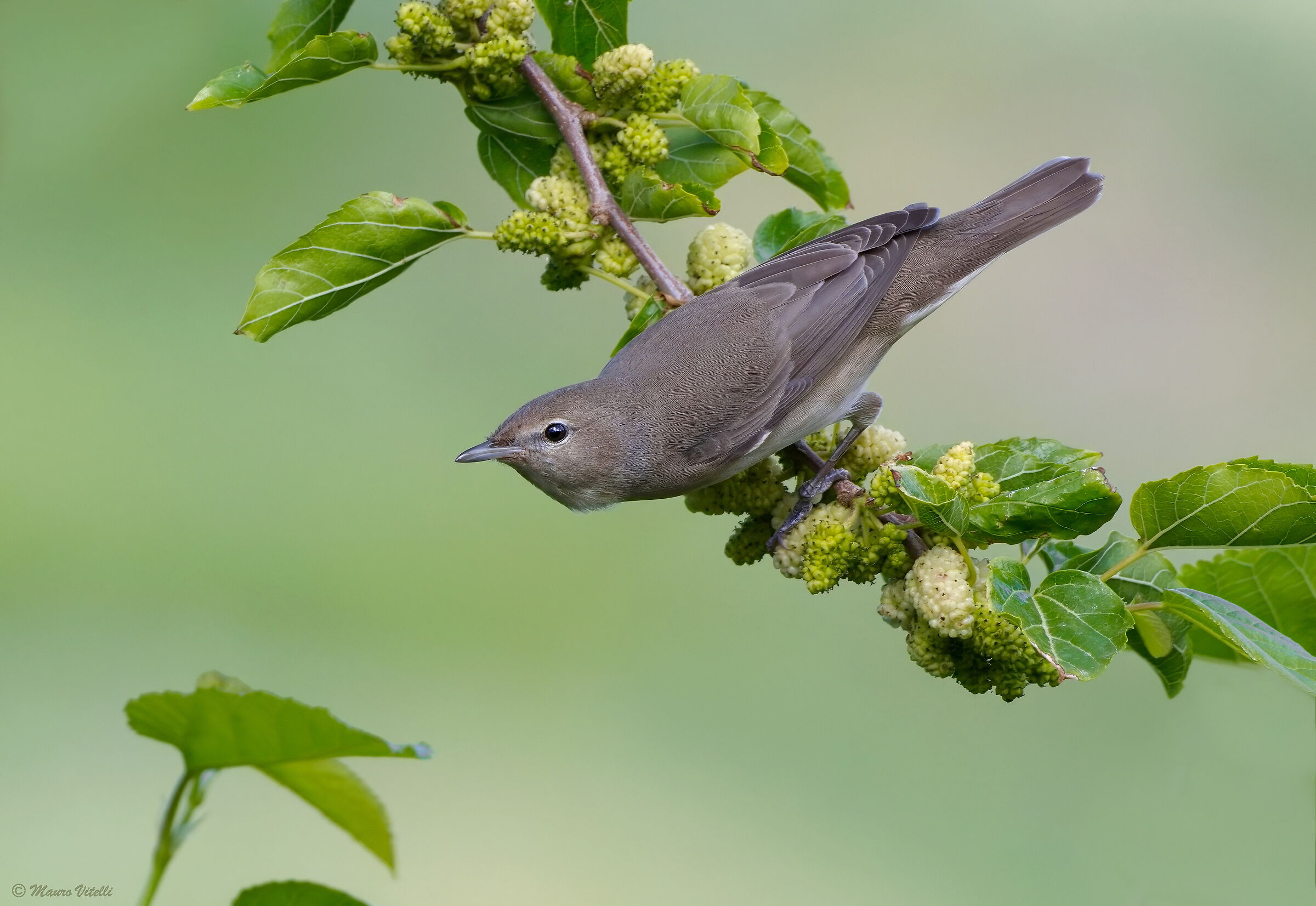 Eurasian Monkey on Mulberry (Sylvia borin)