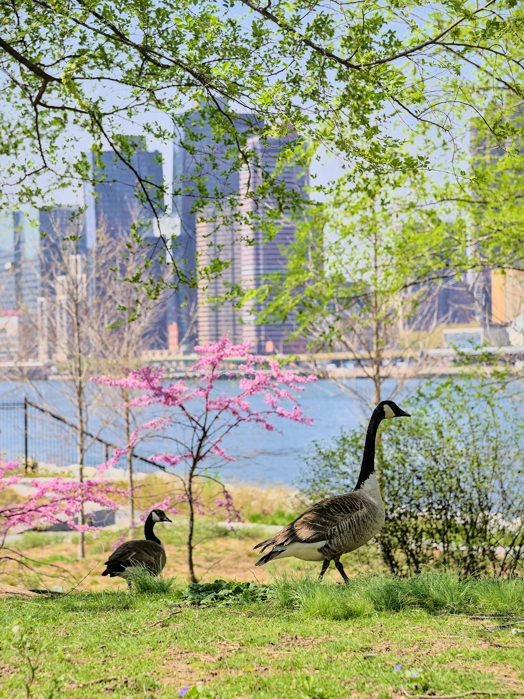 Nature at NYC