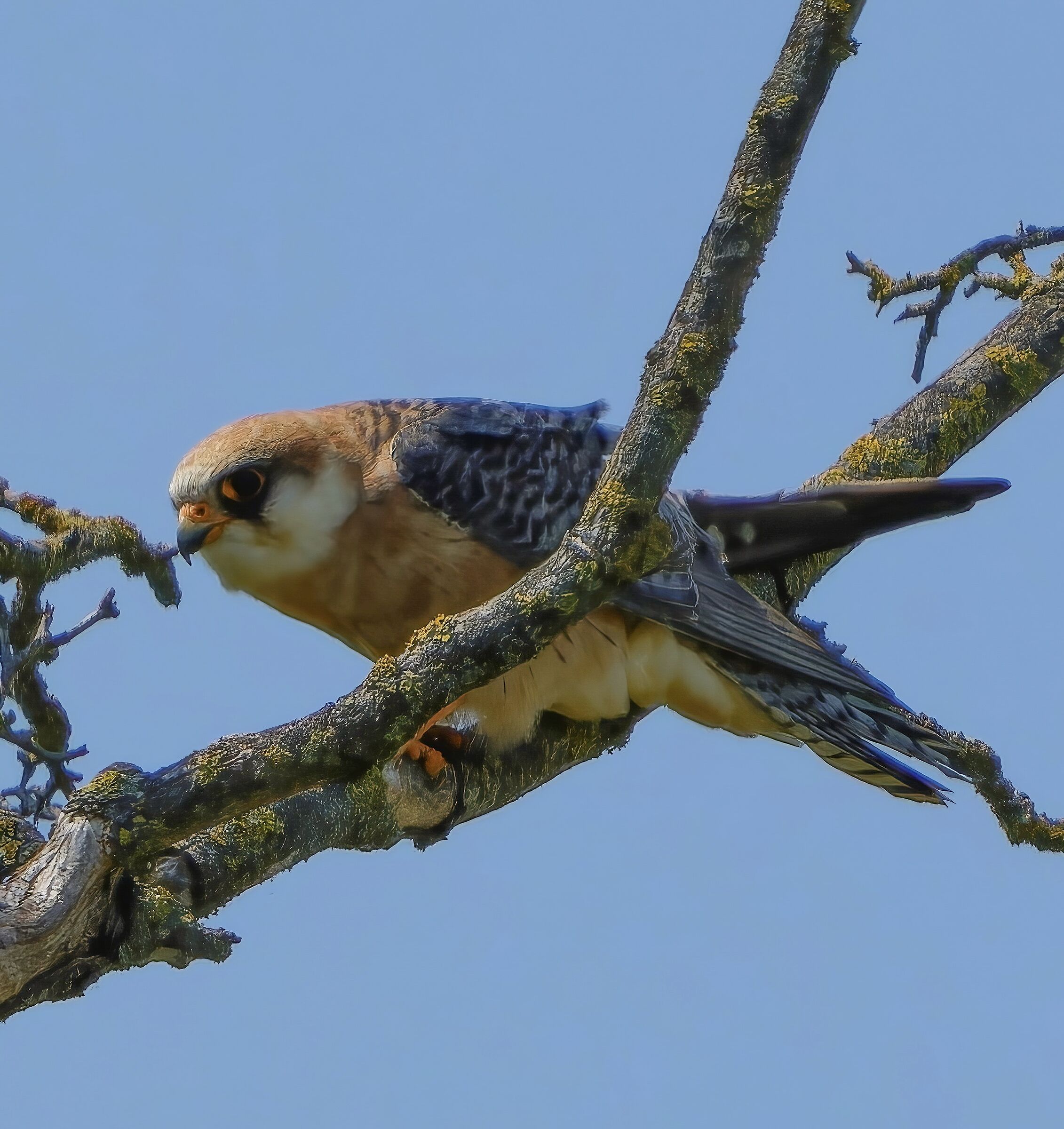 Falco cuculo