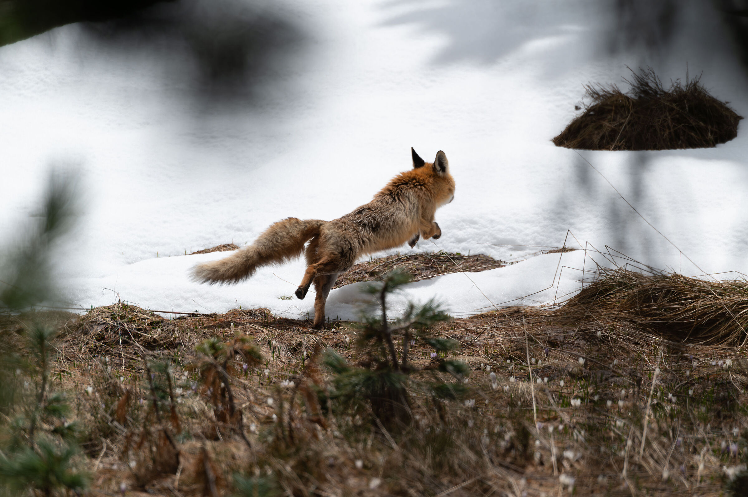 La volpe sognatrice o cacciatrice