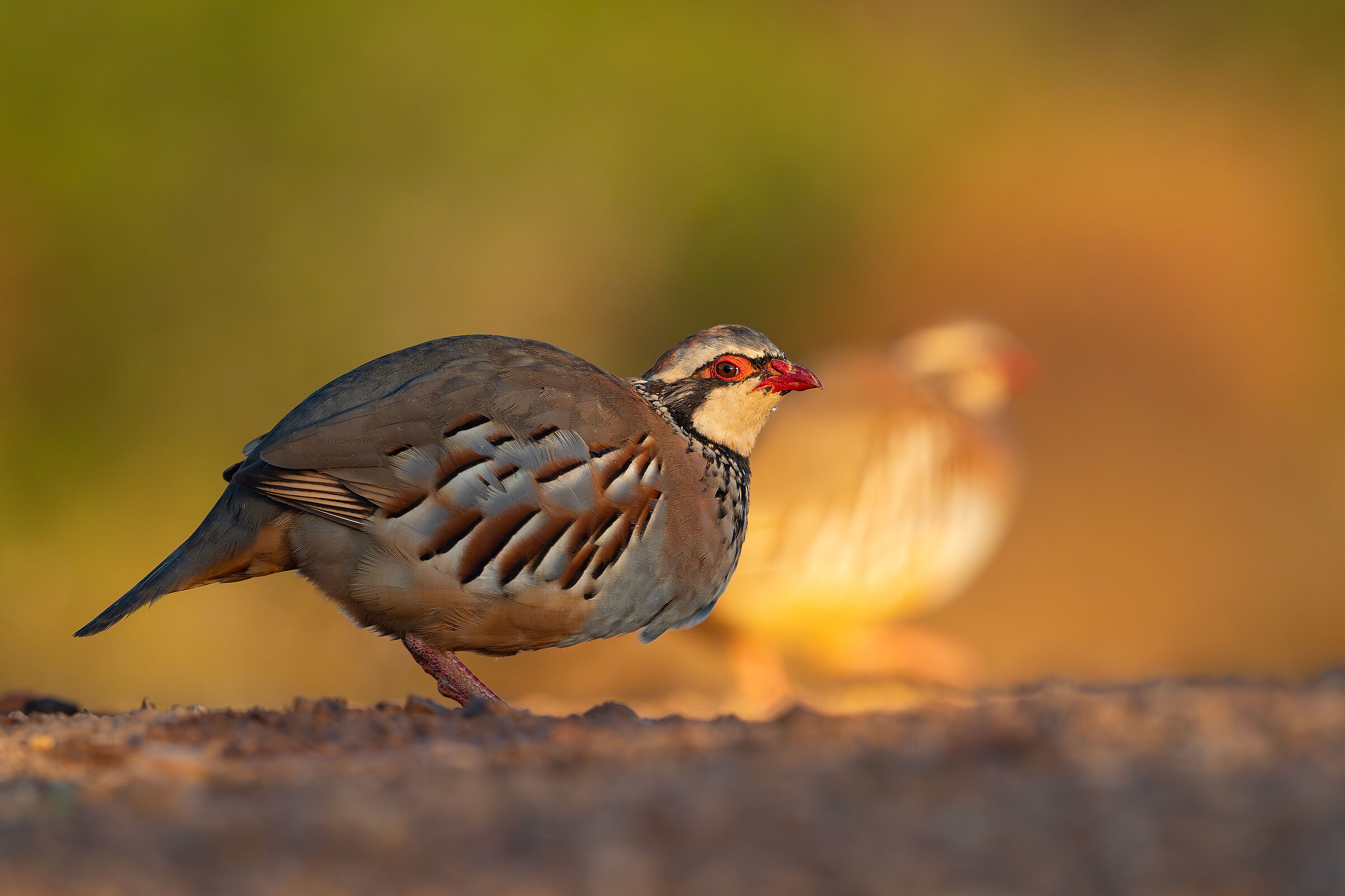 The partridge and its ghost ...
