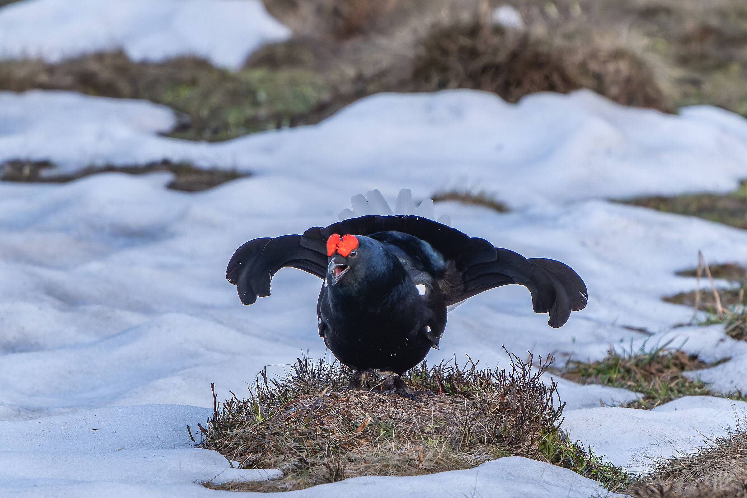 Gallo forcello in parata