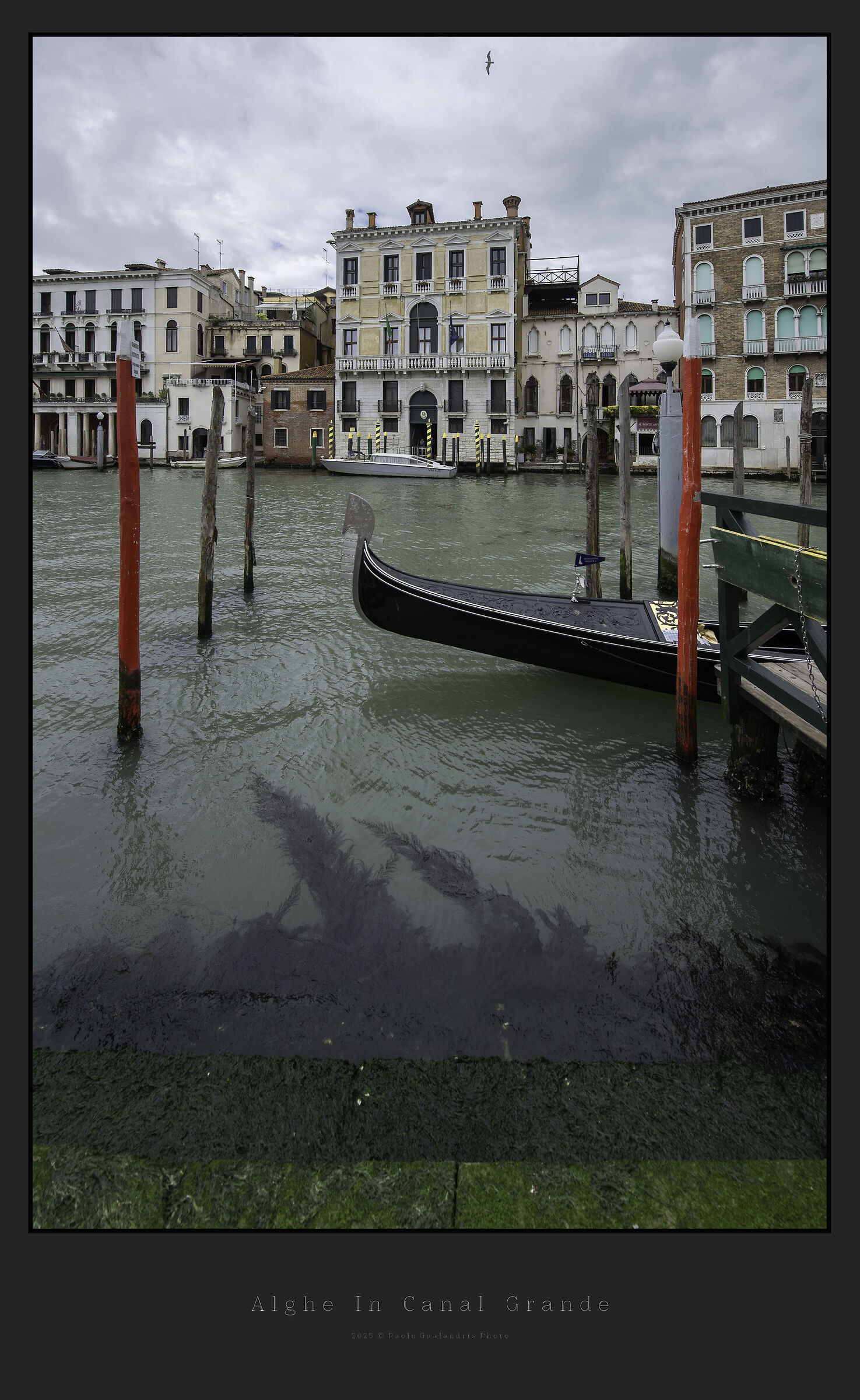 Alghe In Canal Grande