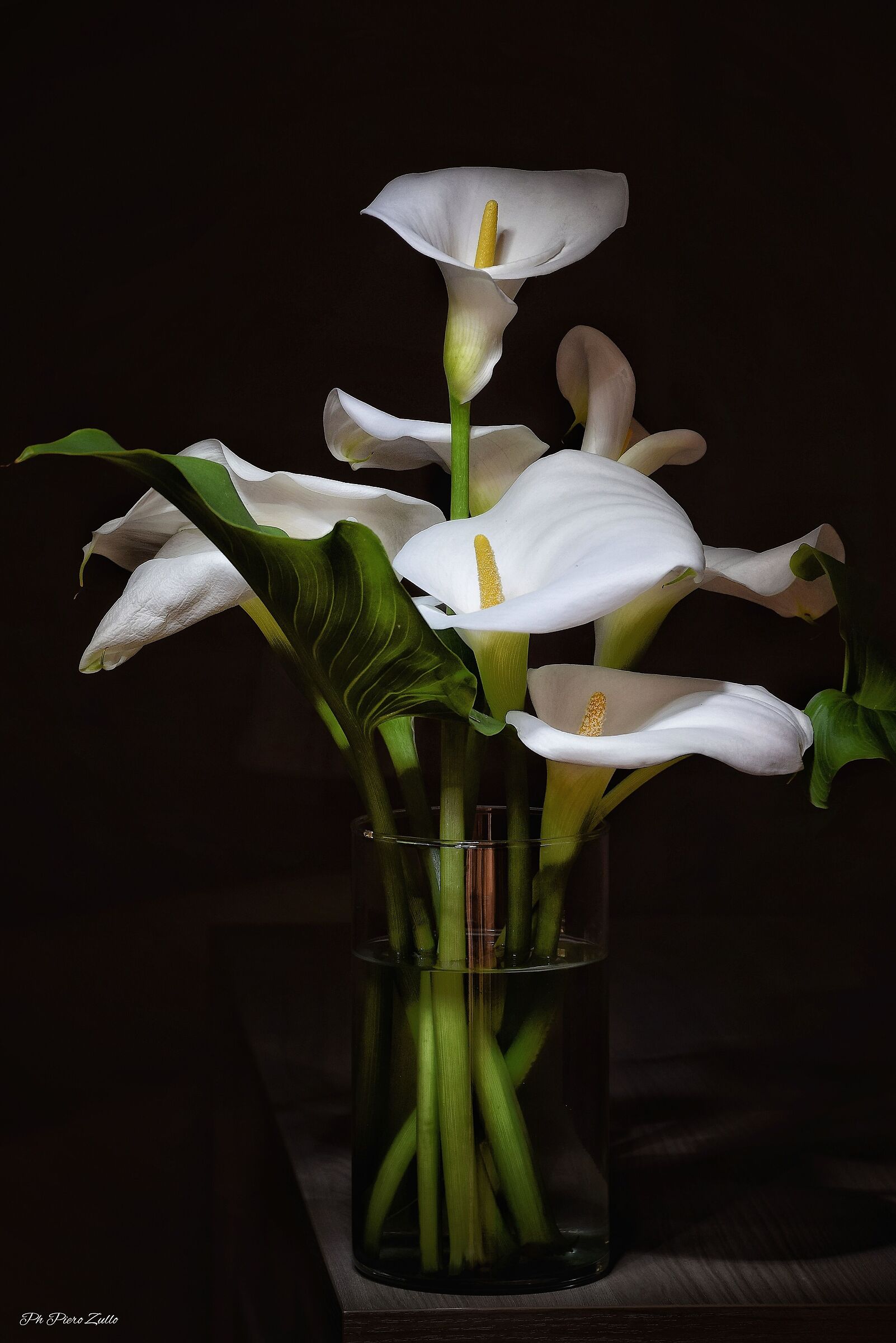 The calla lilies are back in bloom