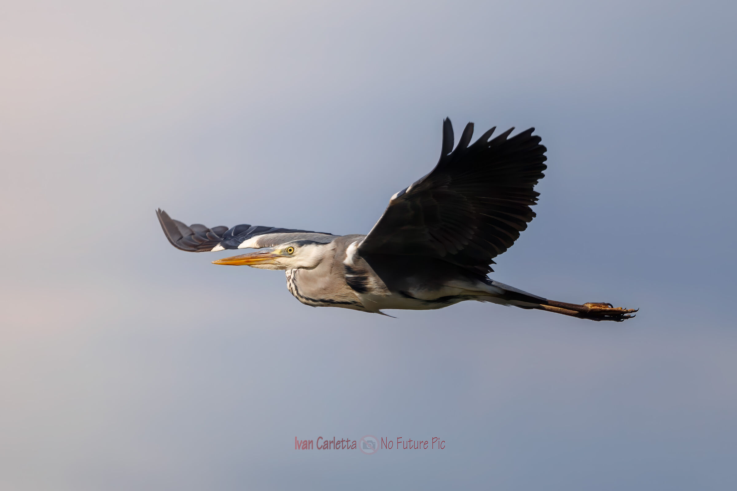 heron in the swamp