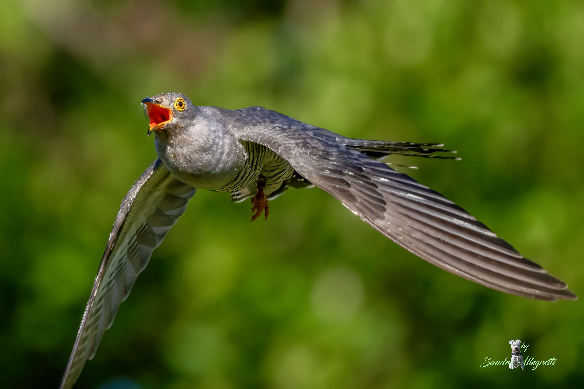 Il cuculo (Cuculus canorus)