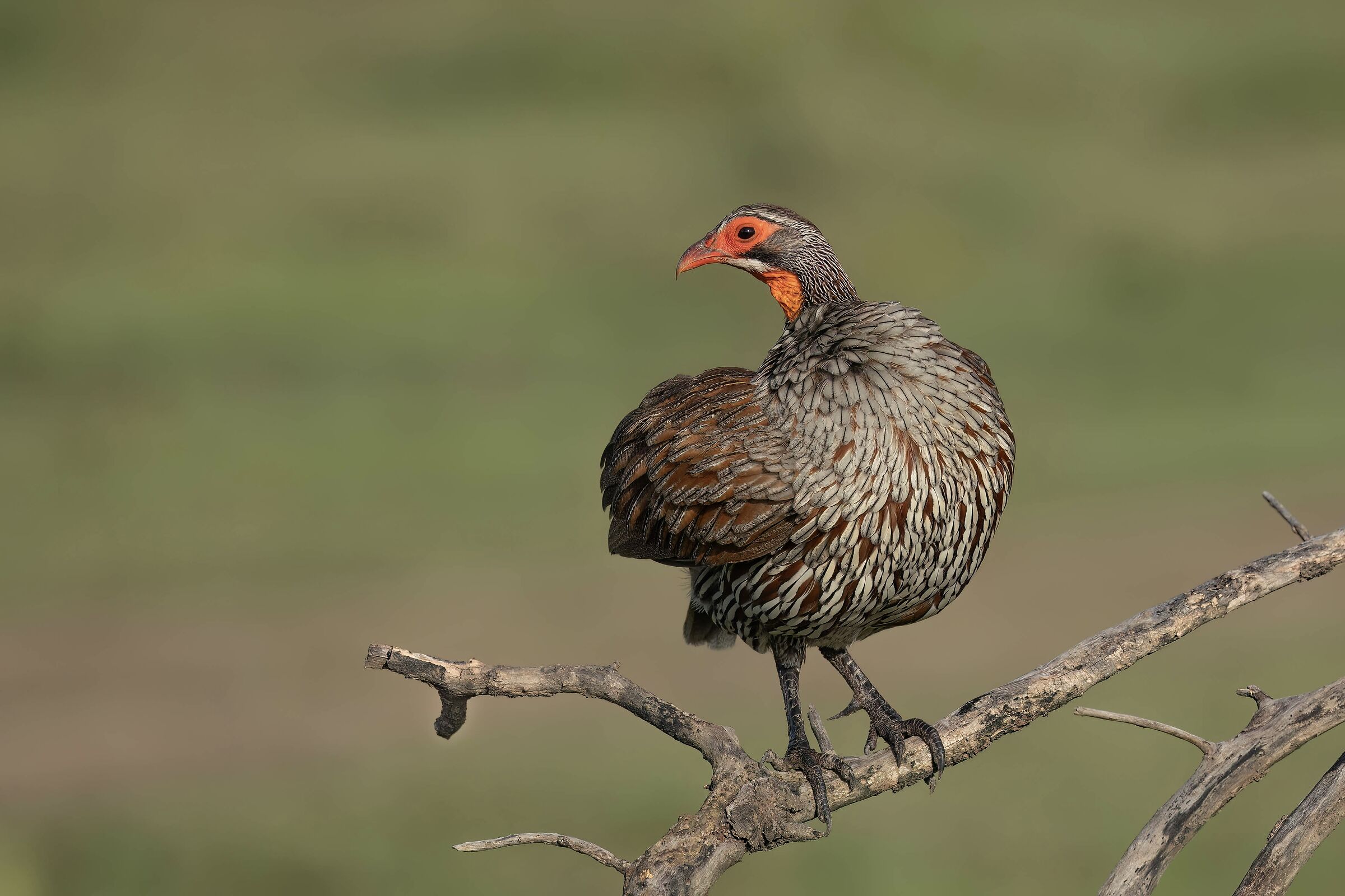 Francolino collo giallo