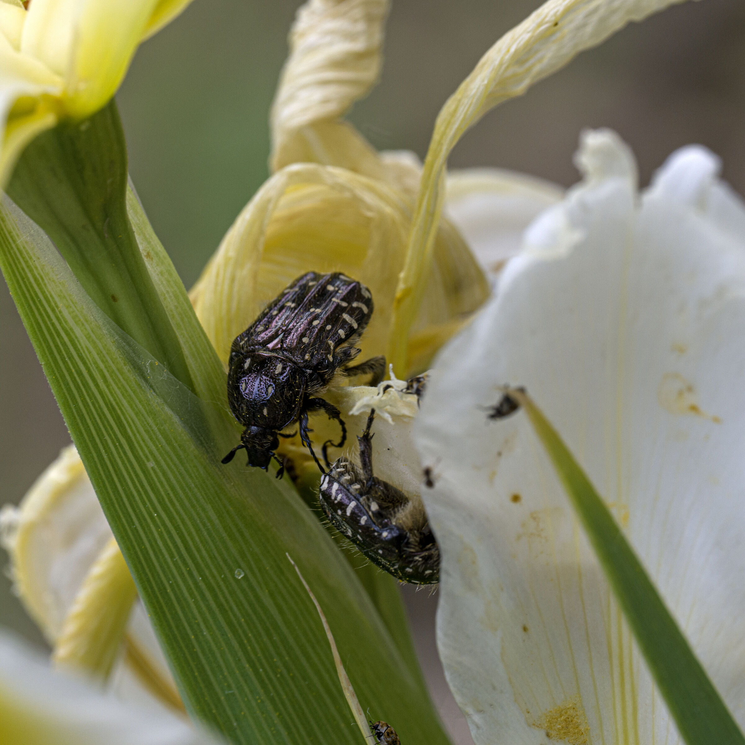 Black cetonia
