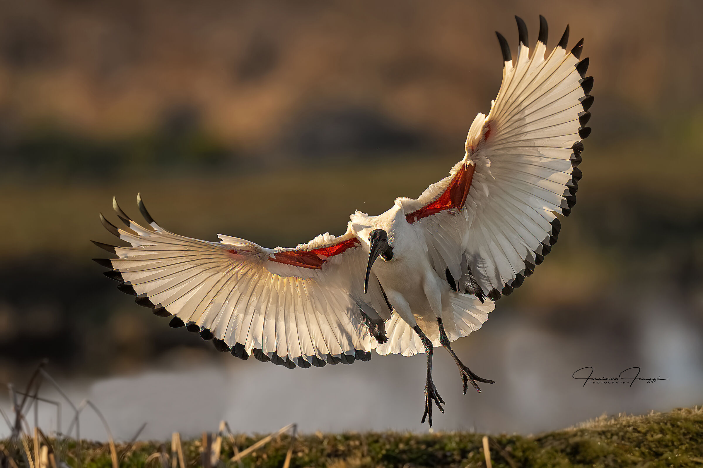Ibis al volo