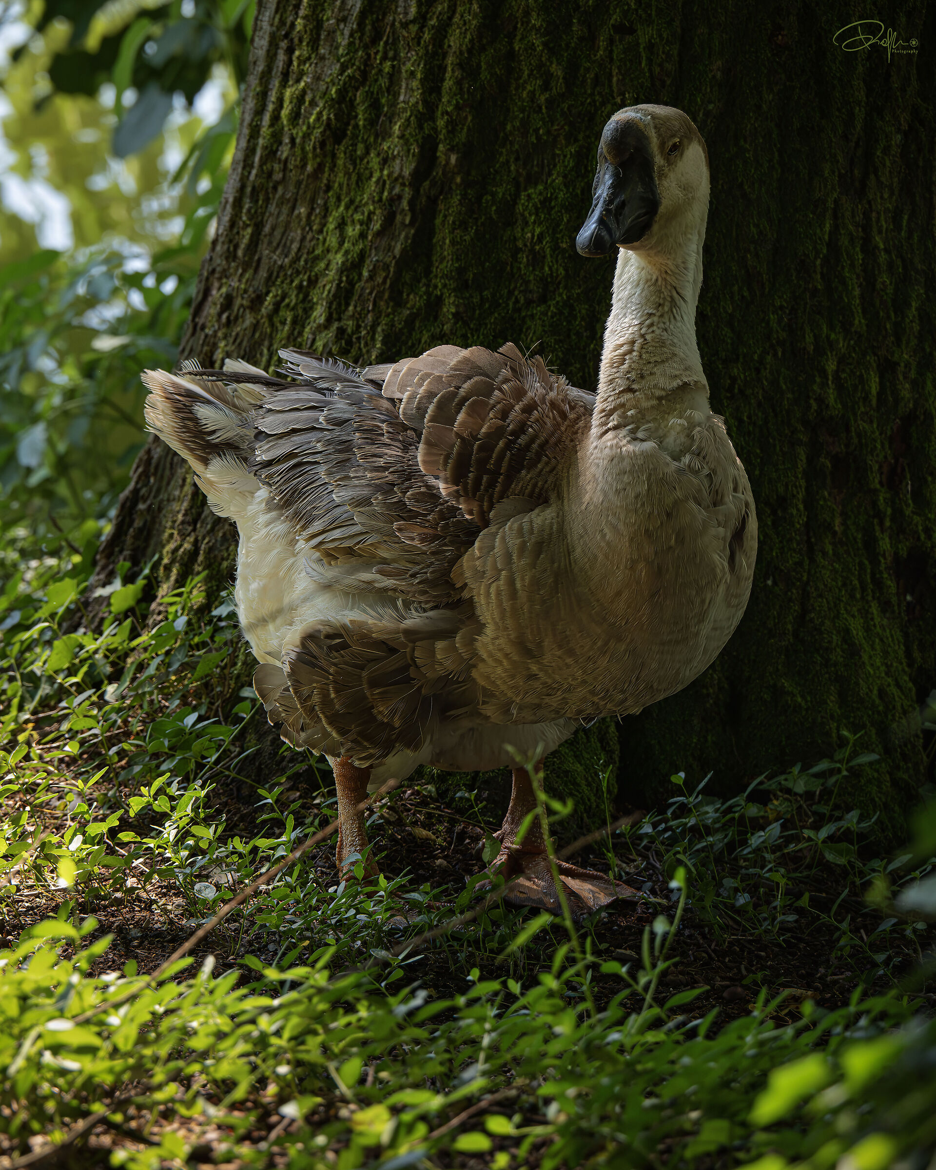 Oca cignoide, Parco di Monza